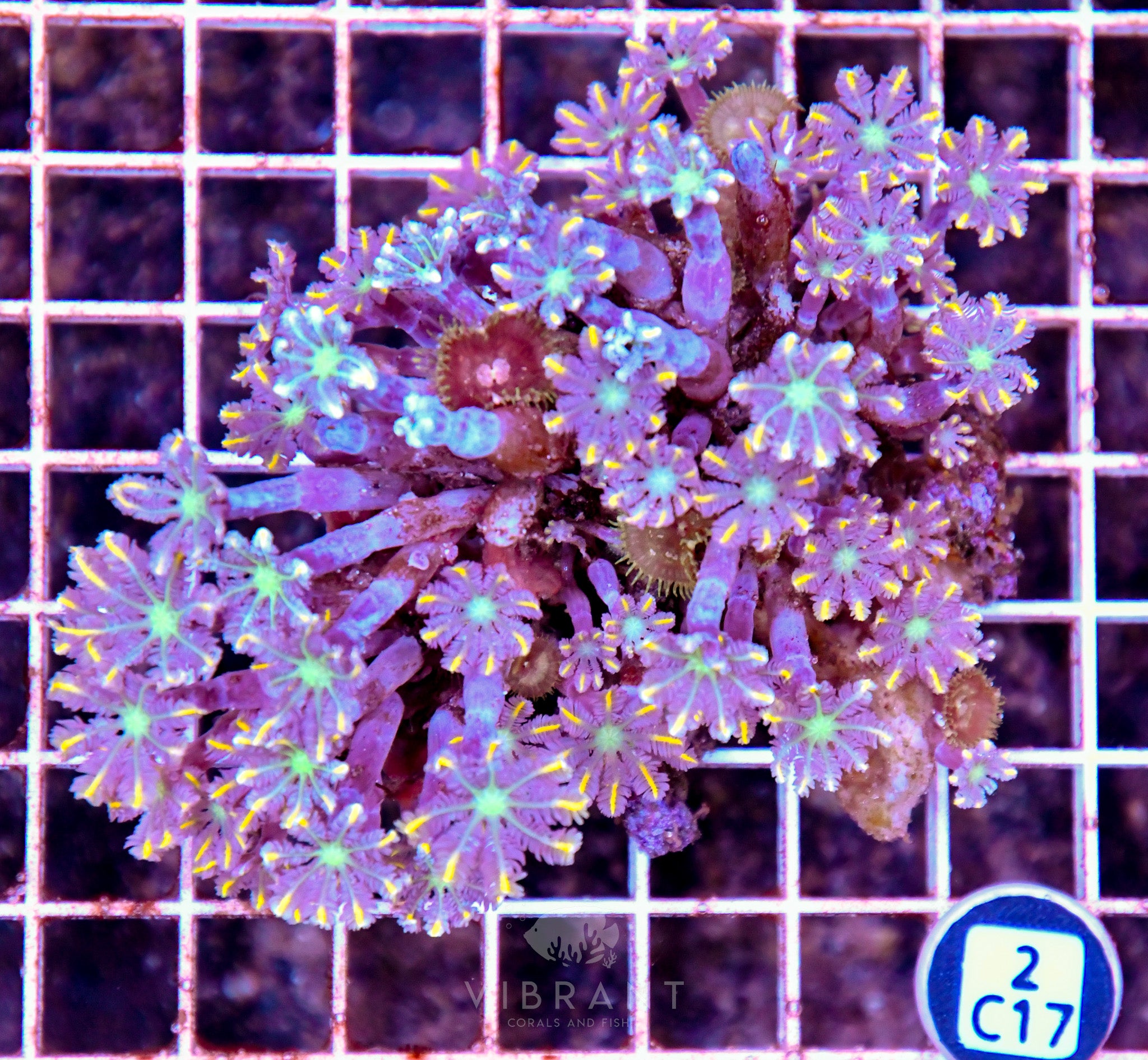 Clove Polyp INDO W