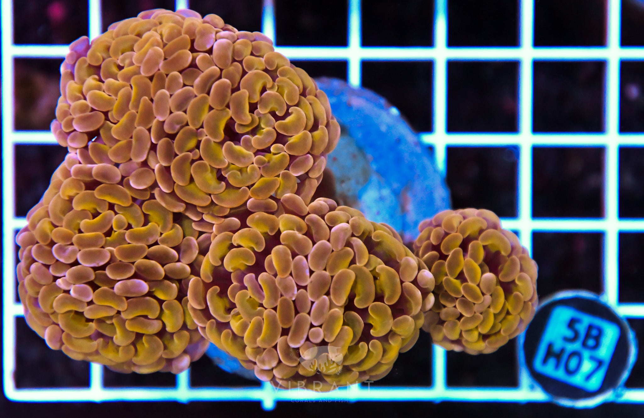 Hammer Branching INDO