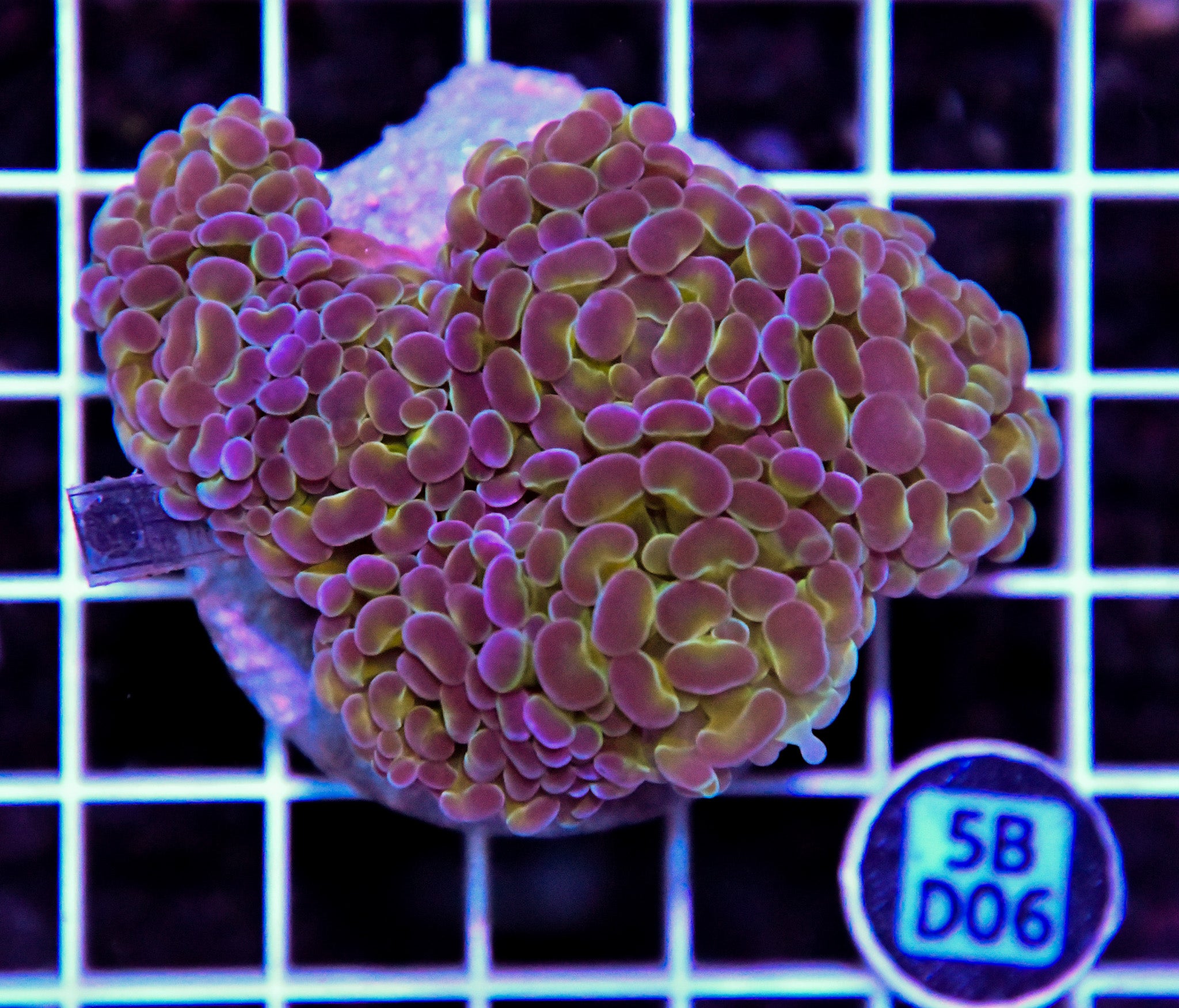 Hammer Branching INDO Halogram