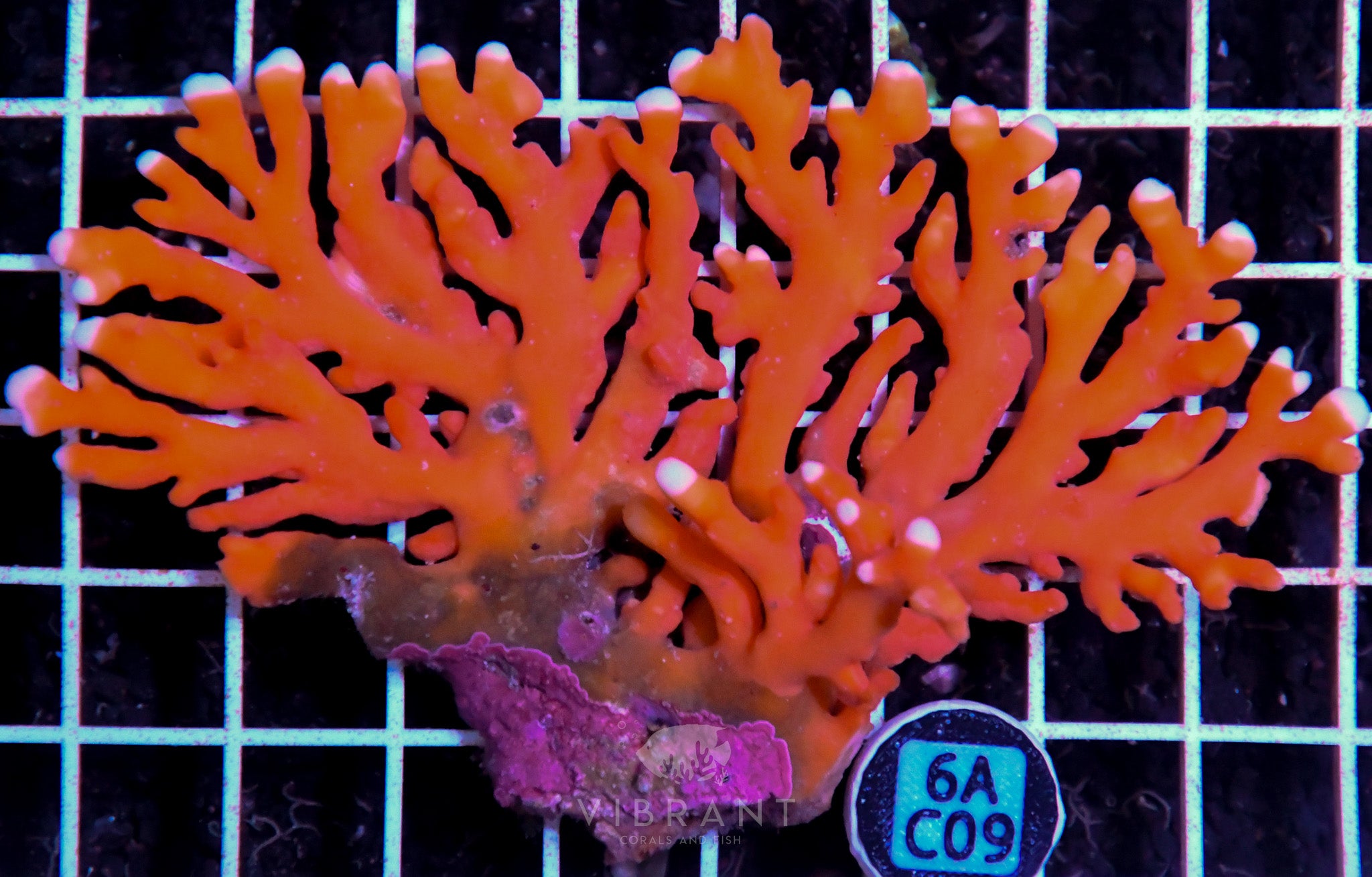 Lace Coral AUS