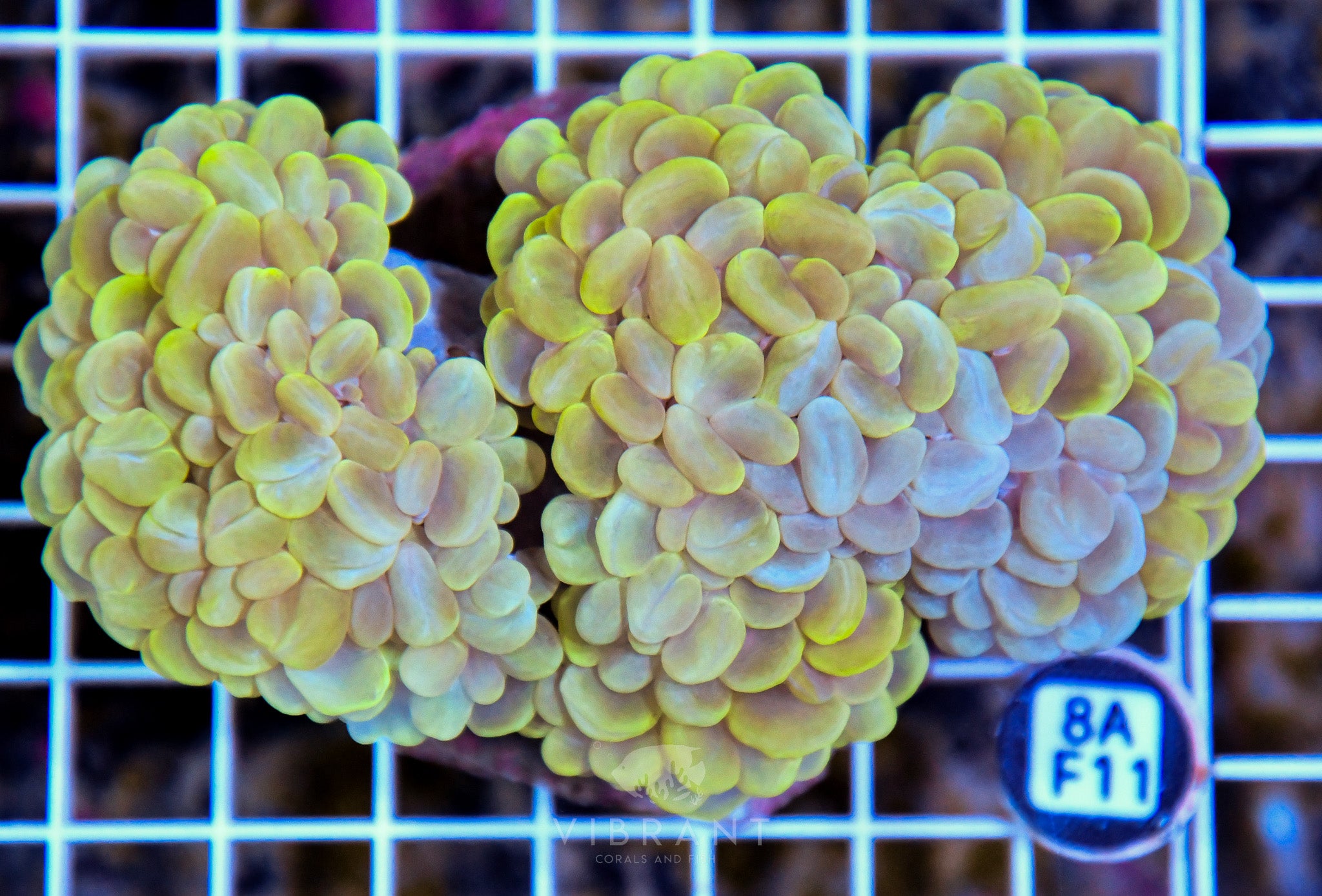 Bubble Coral INDO GRAFTED