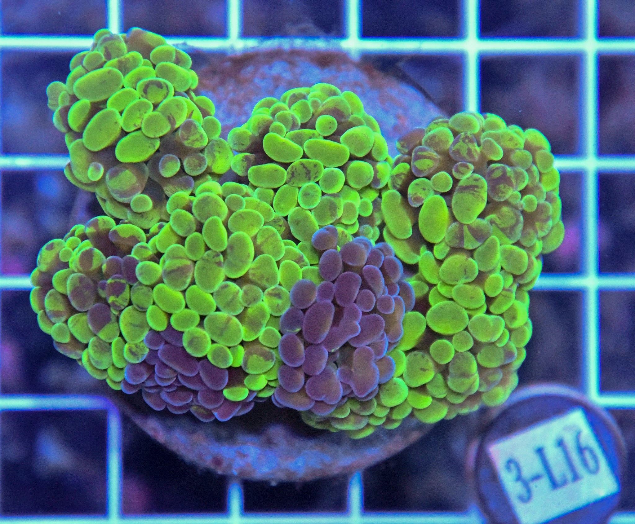 Hammer Branching INDO