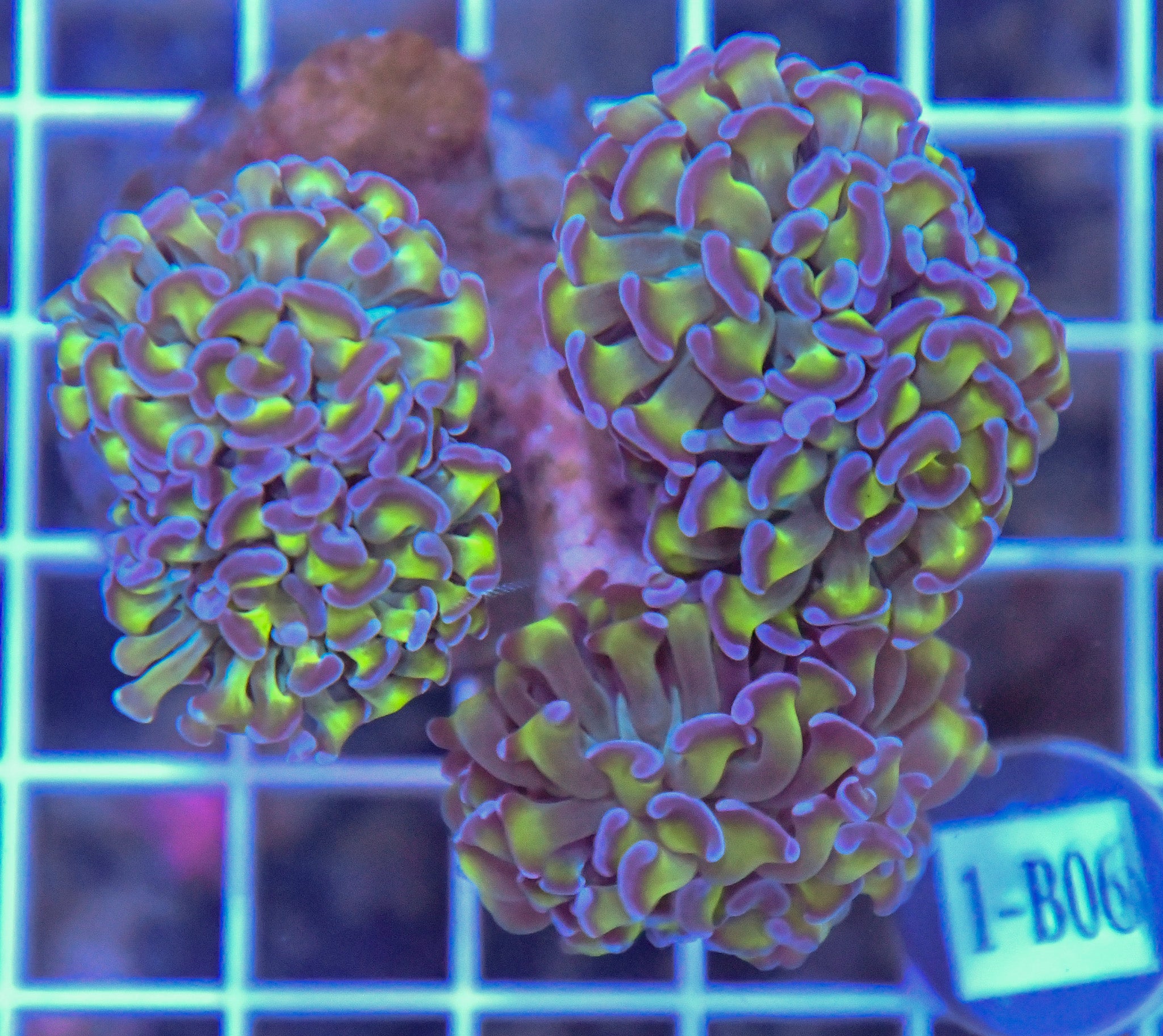 Hammer Branching INDO