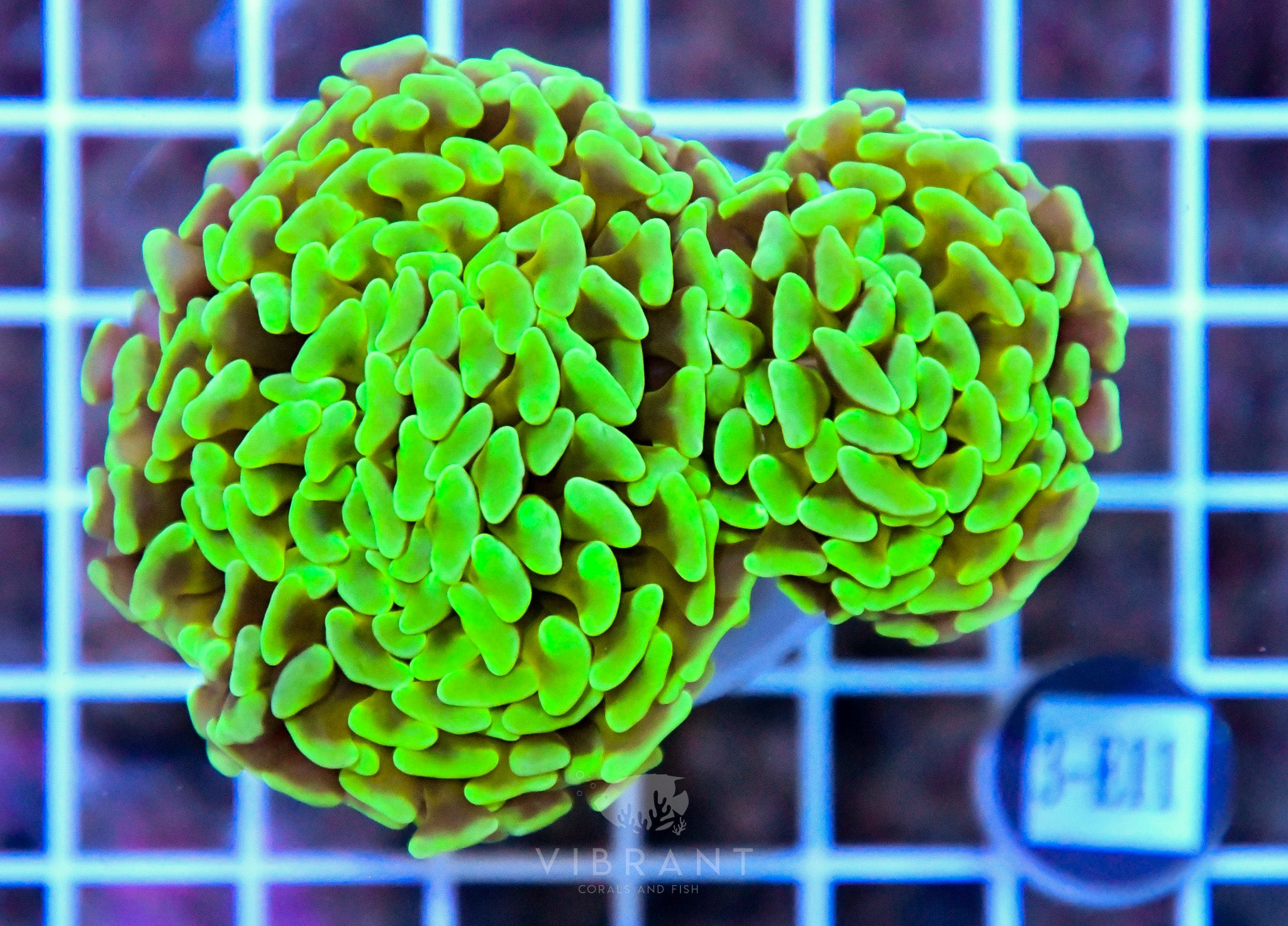 Hammer Branching INDO