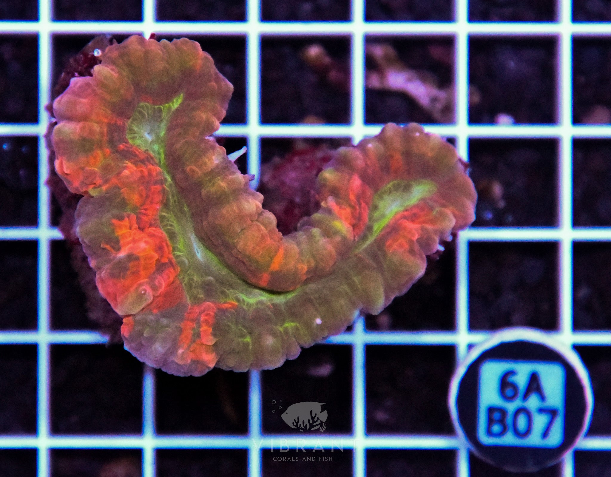 Symphyllia INDO W