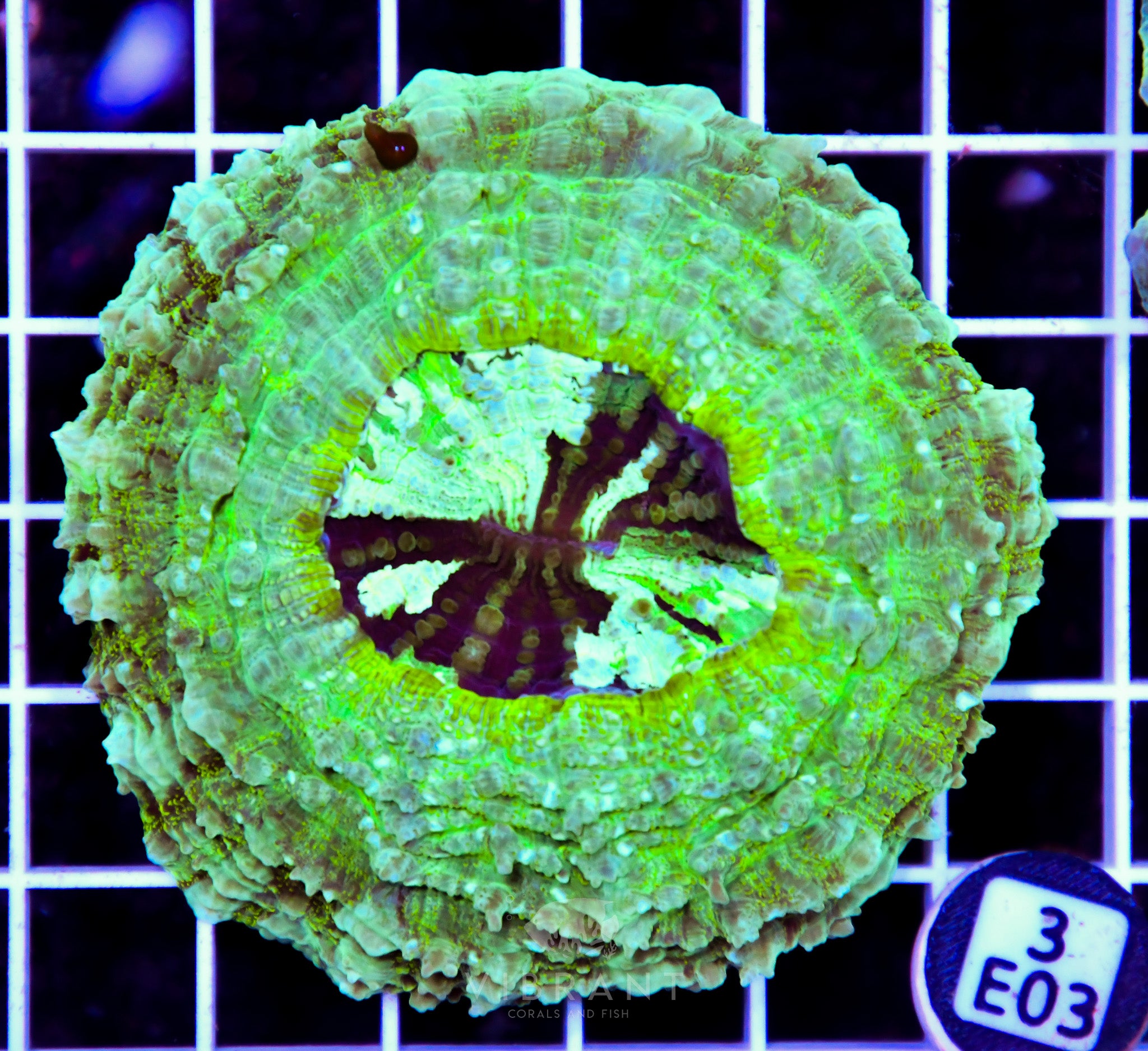 Acanthophyllia AUS