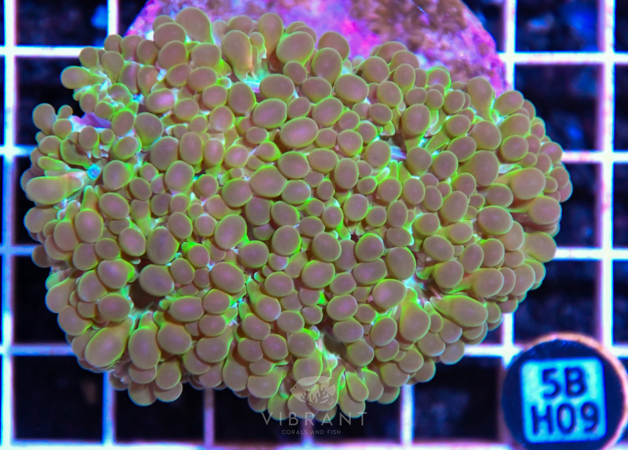 Bubble Coral INDO