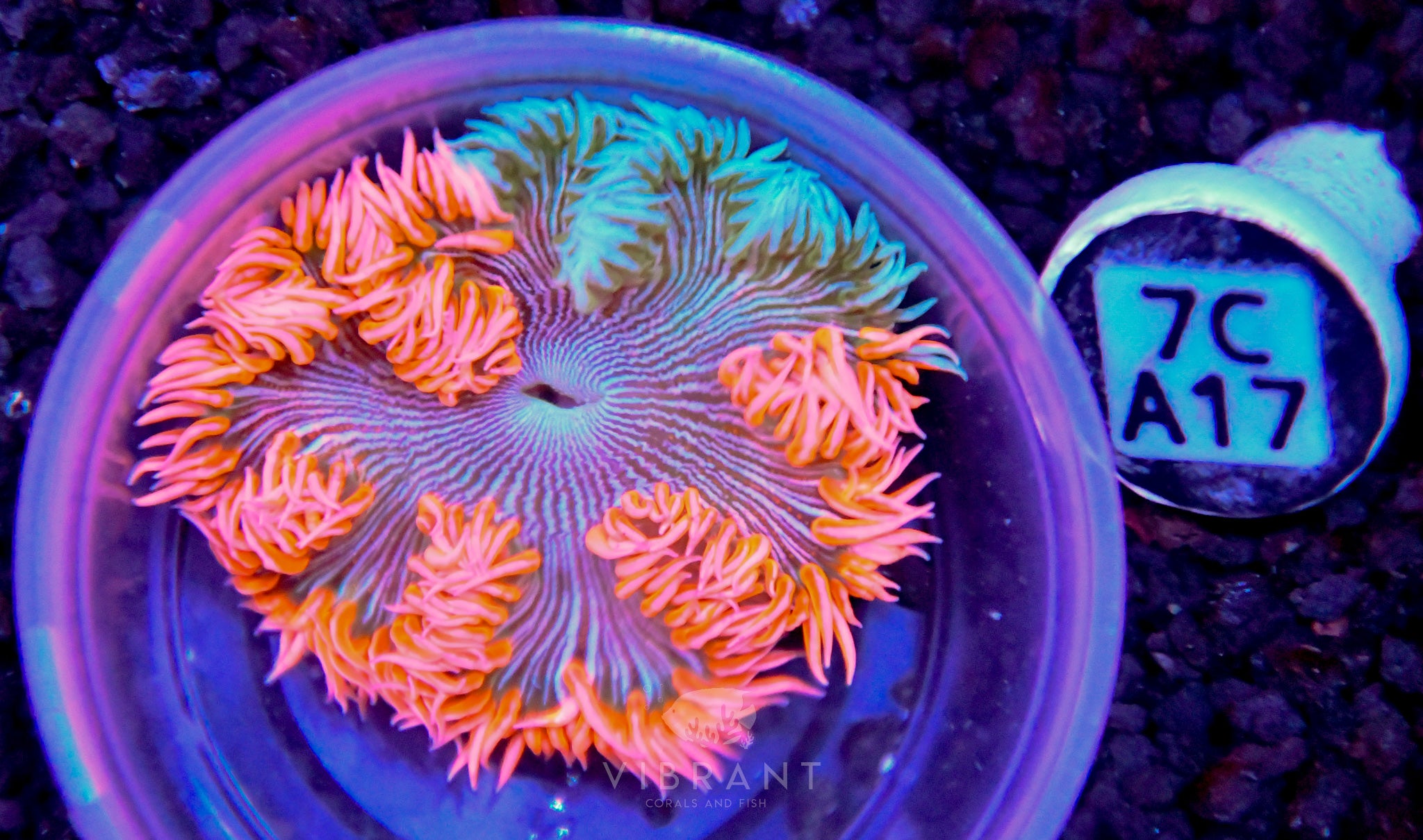 Rock Flower Anemone GRAFTED