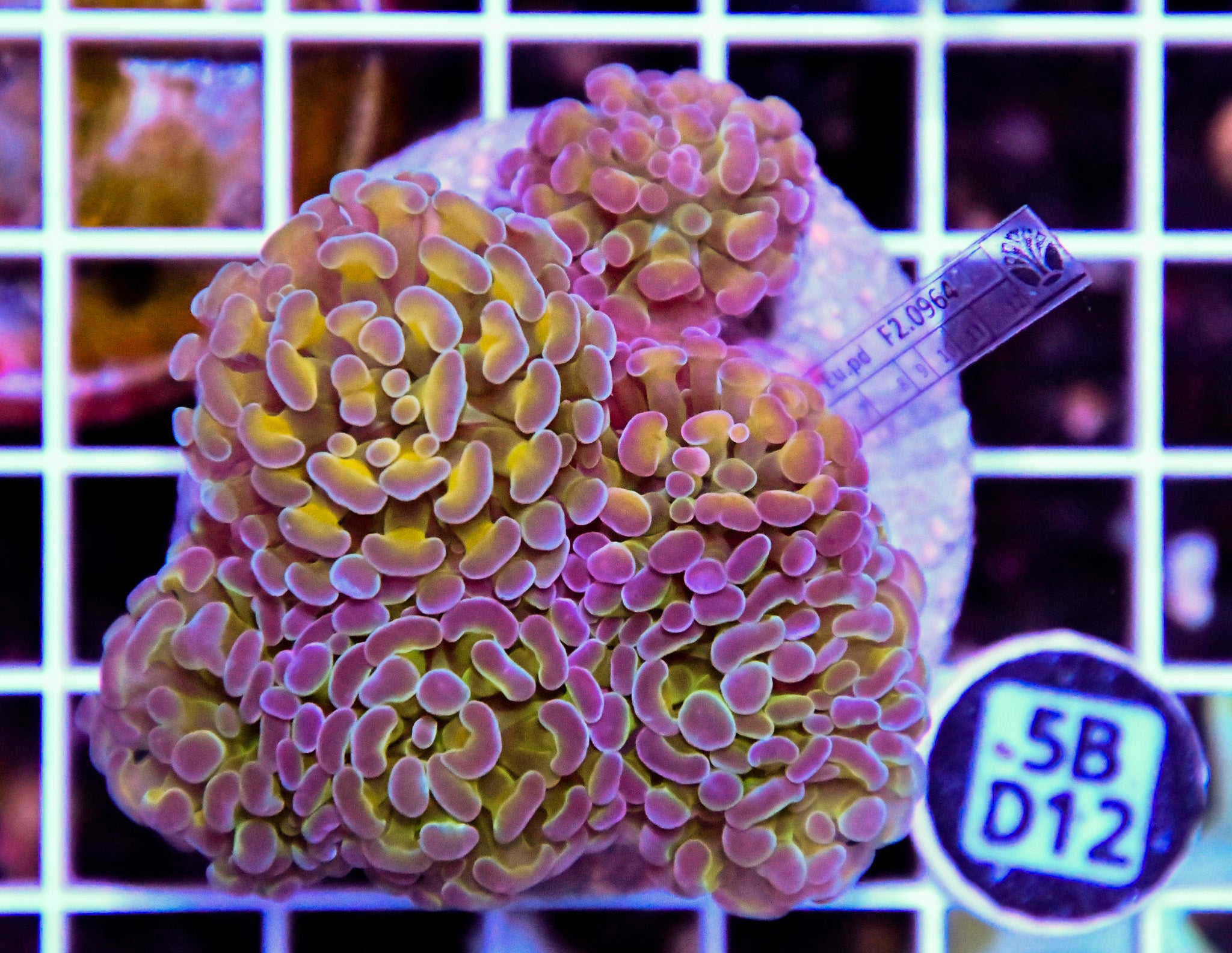 Hammer Branching INDO Halogram