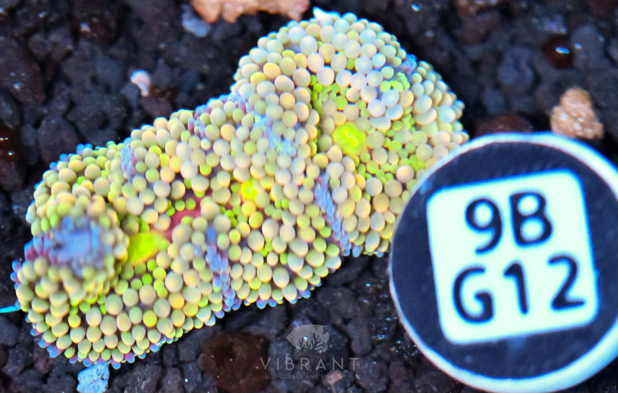 Ricordea Mushroom