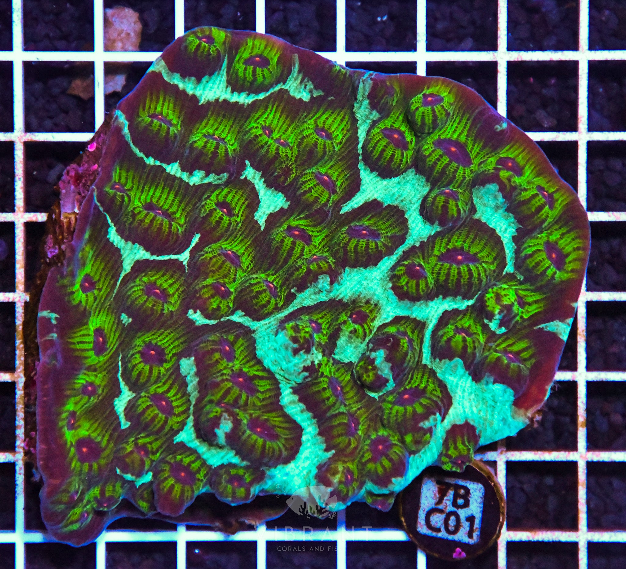 Chalice Ultra INDO W