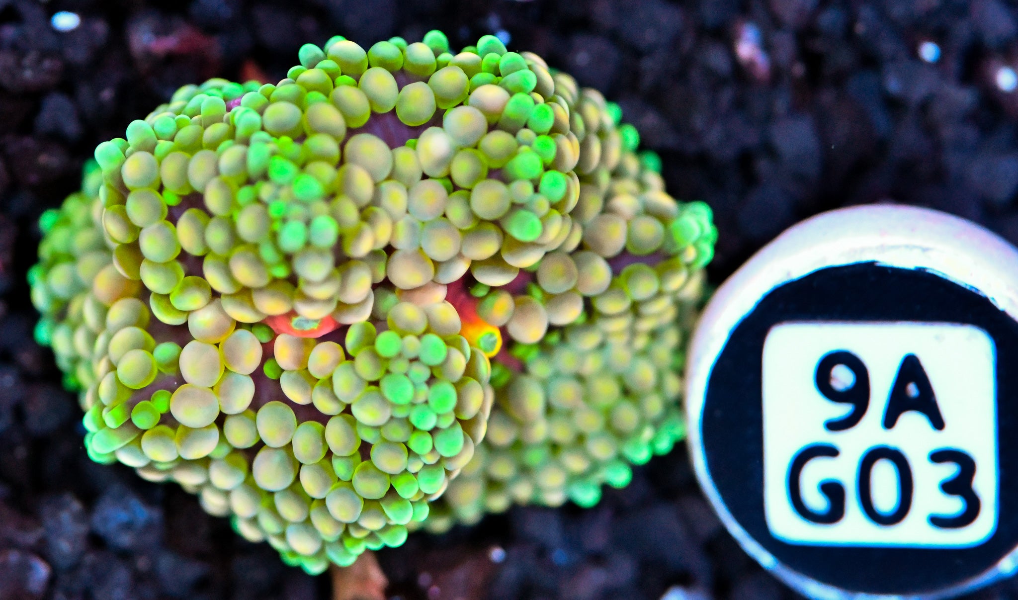 Ricordea Mushroom
