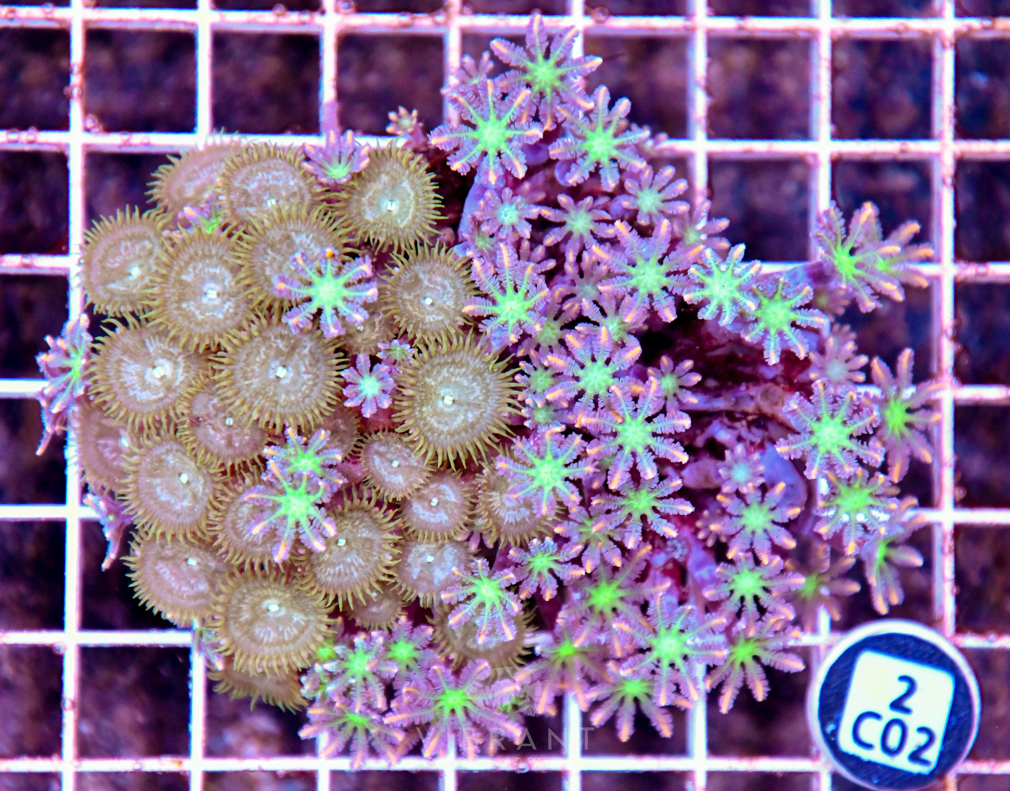 Clove Polyp INDO W