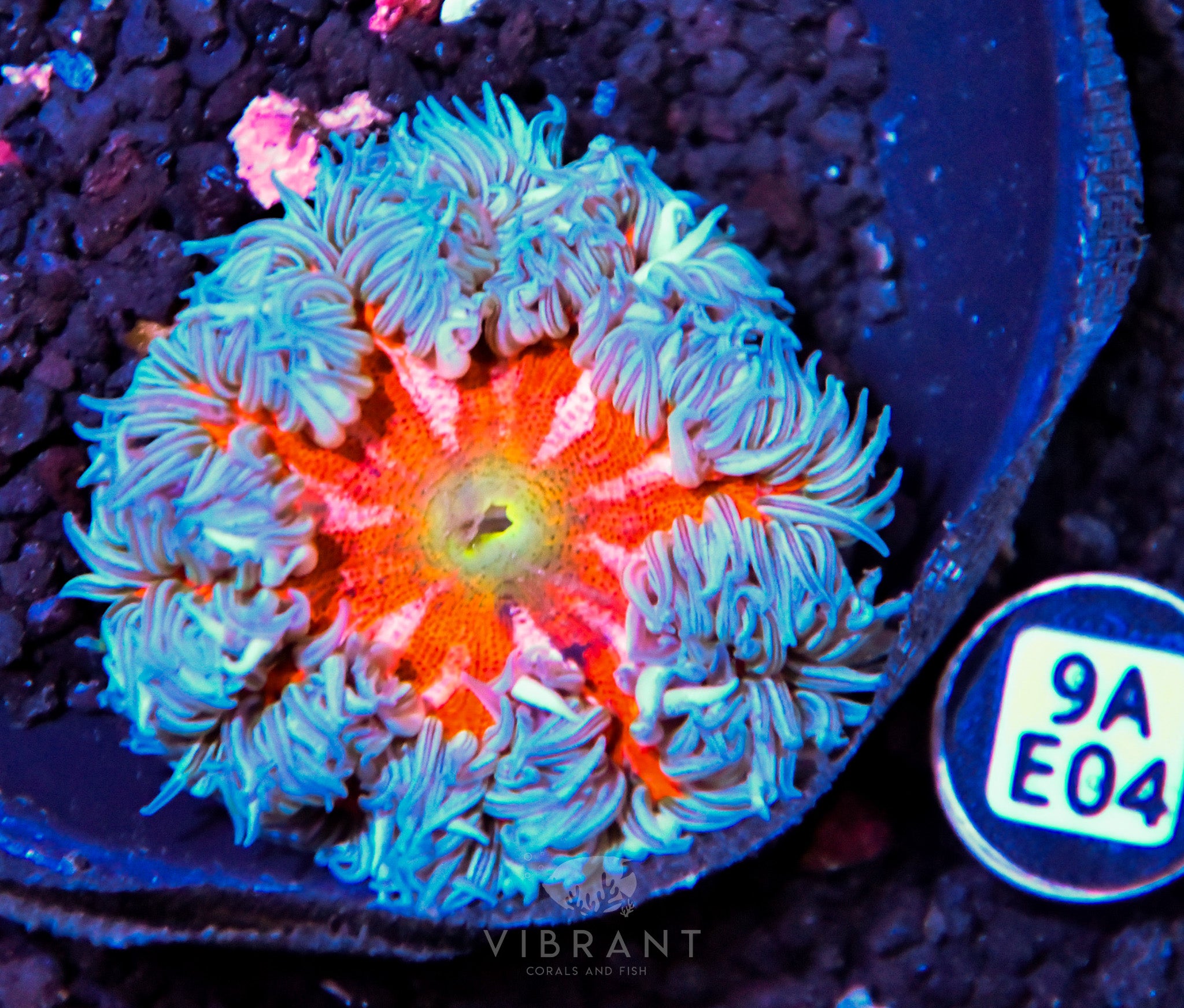 Rock Flower Anemone