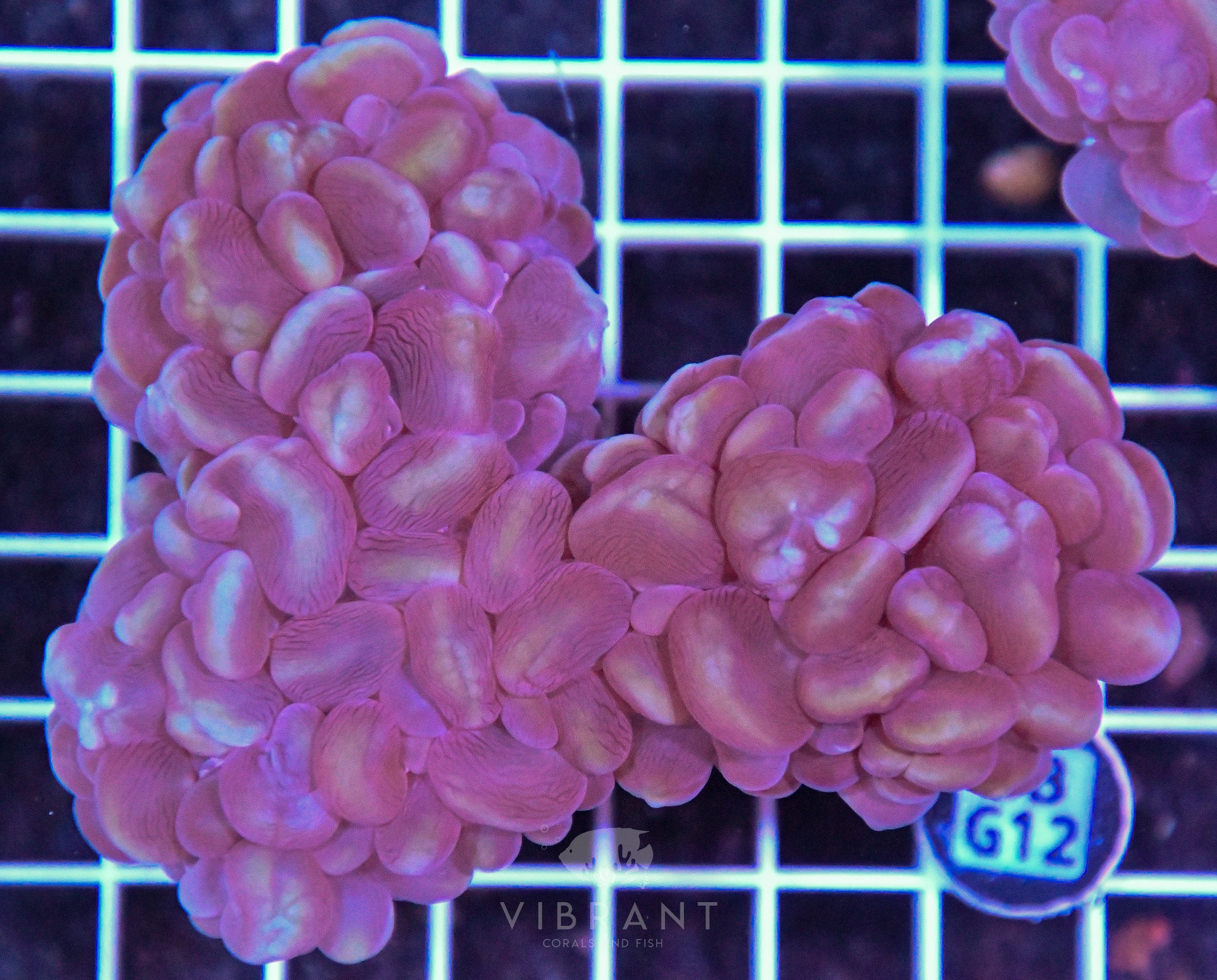 Bubble Coral AUS