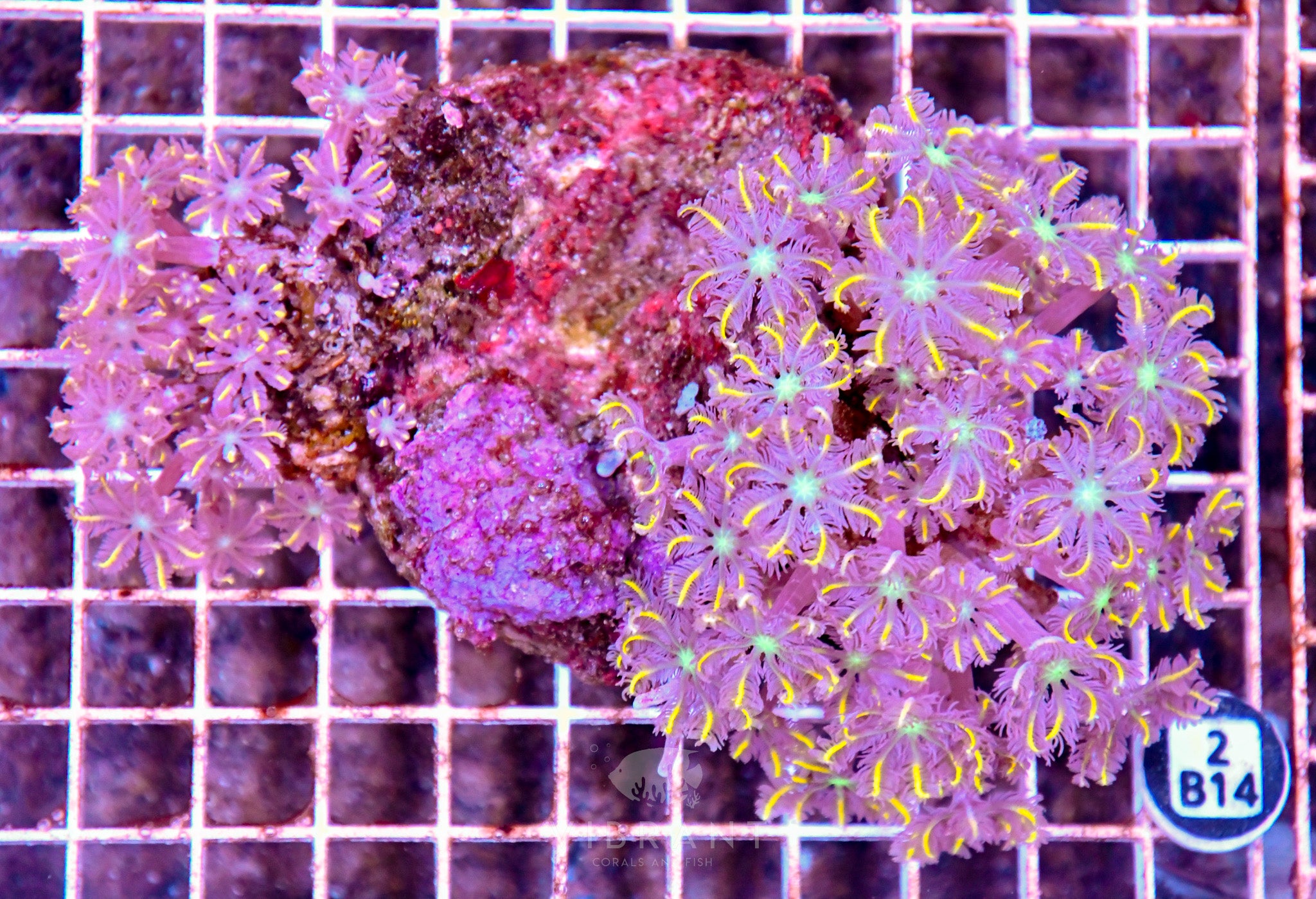 Clove Polyp INDO