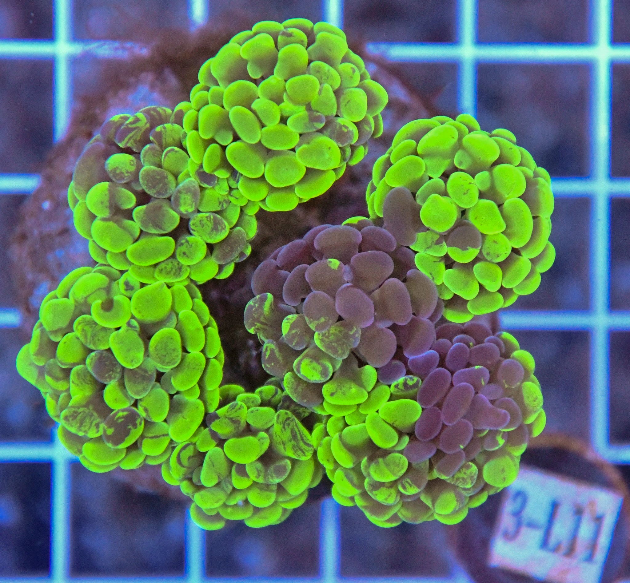 Hammer Branching INDO