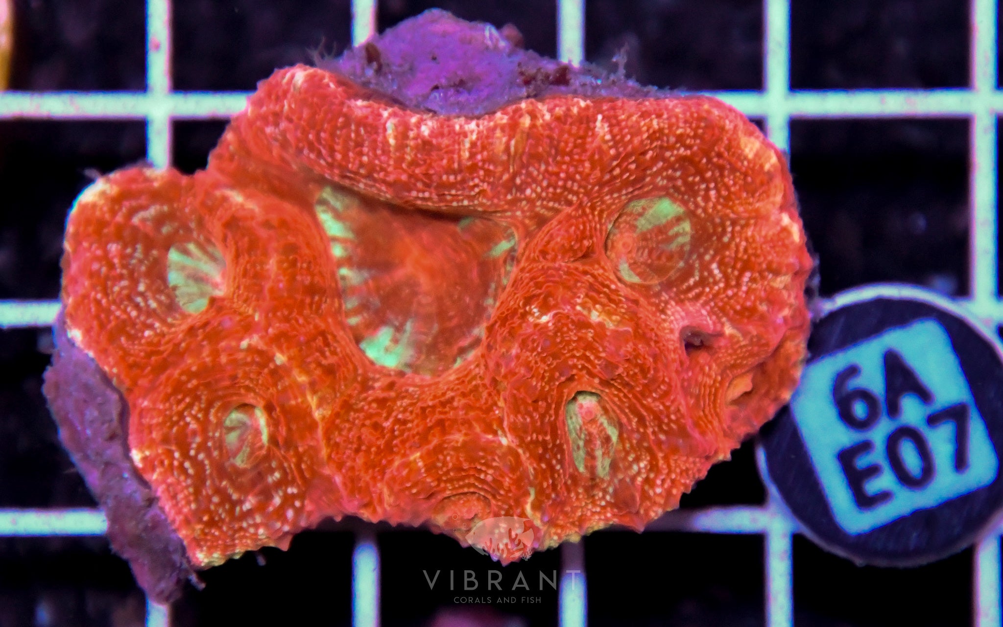 Acan Bower AUS