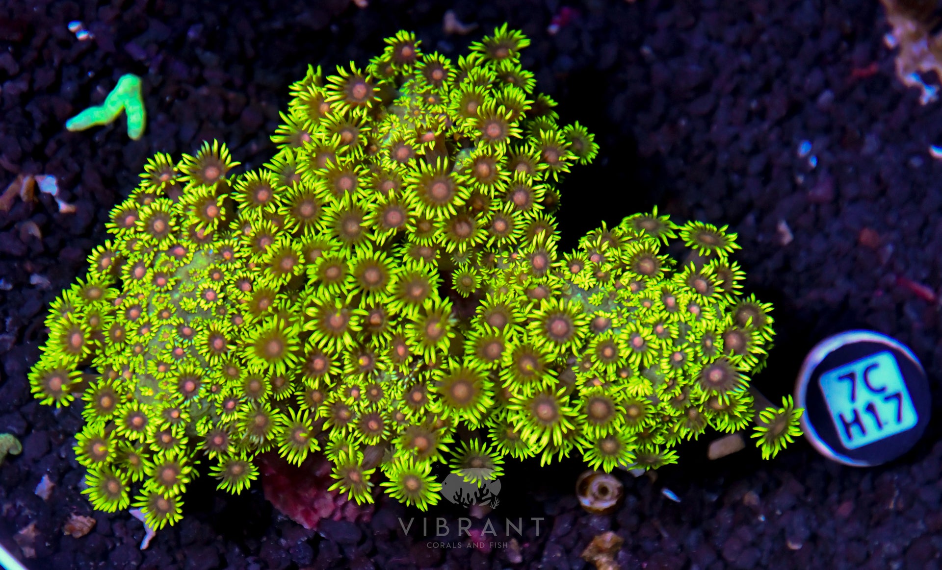 Goniopora INDO W