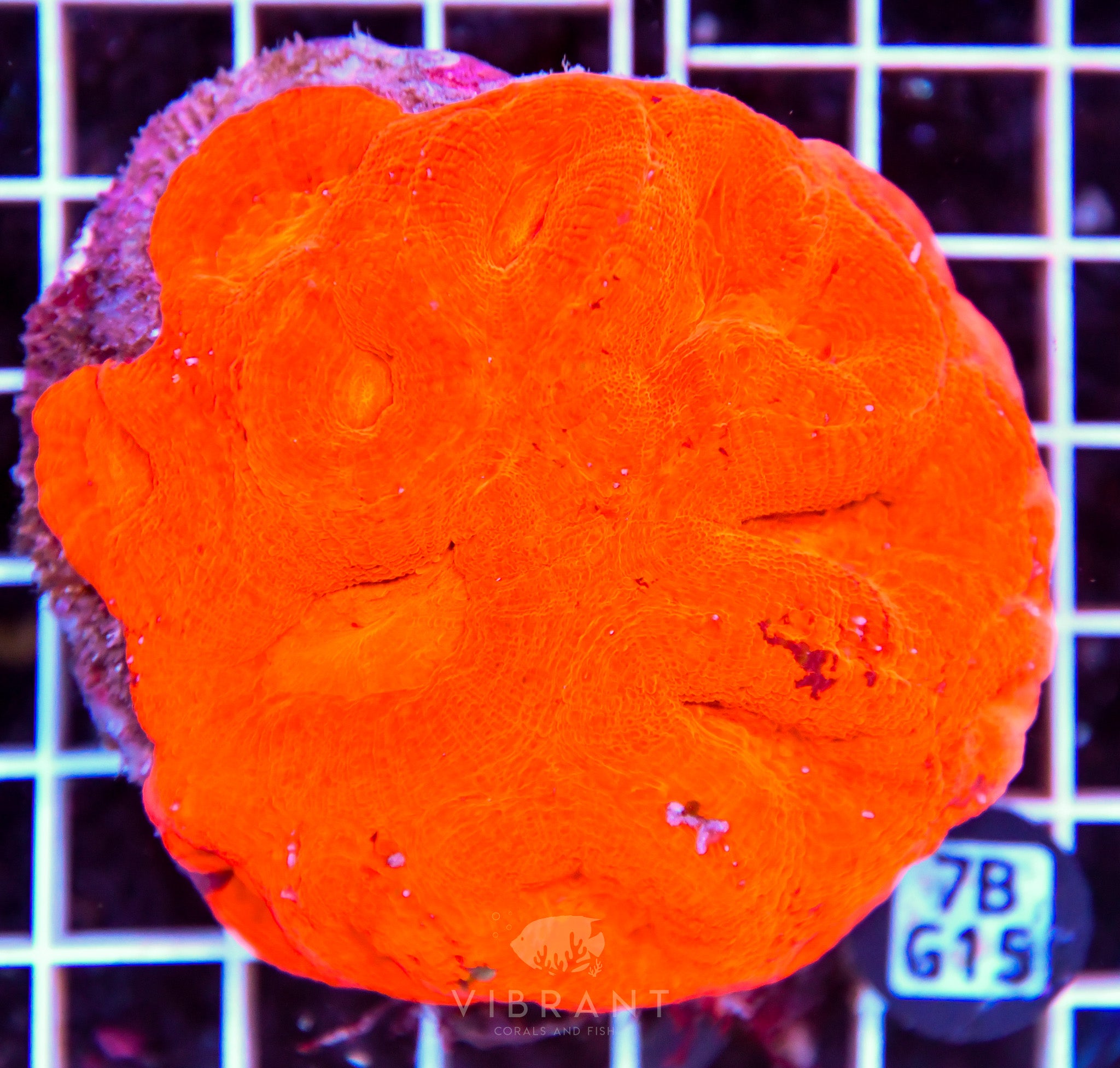 Acan Bower AUS