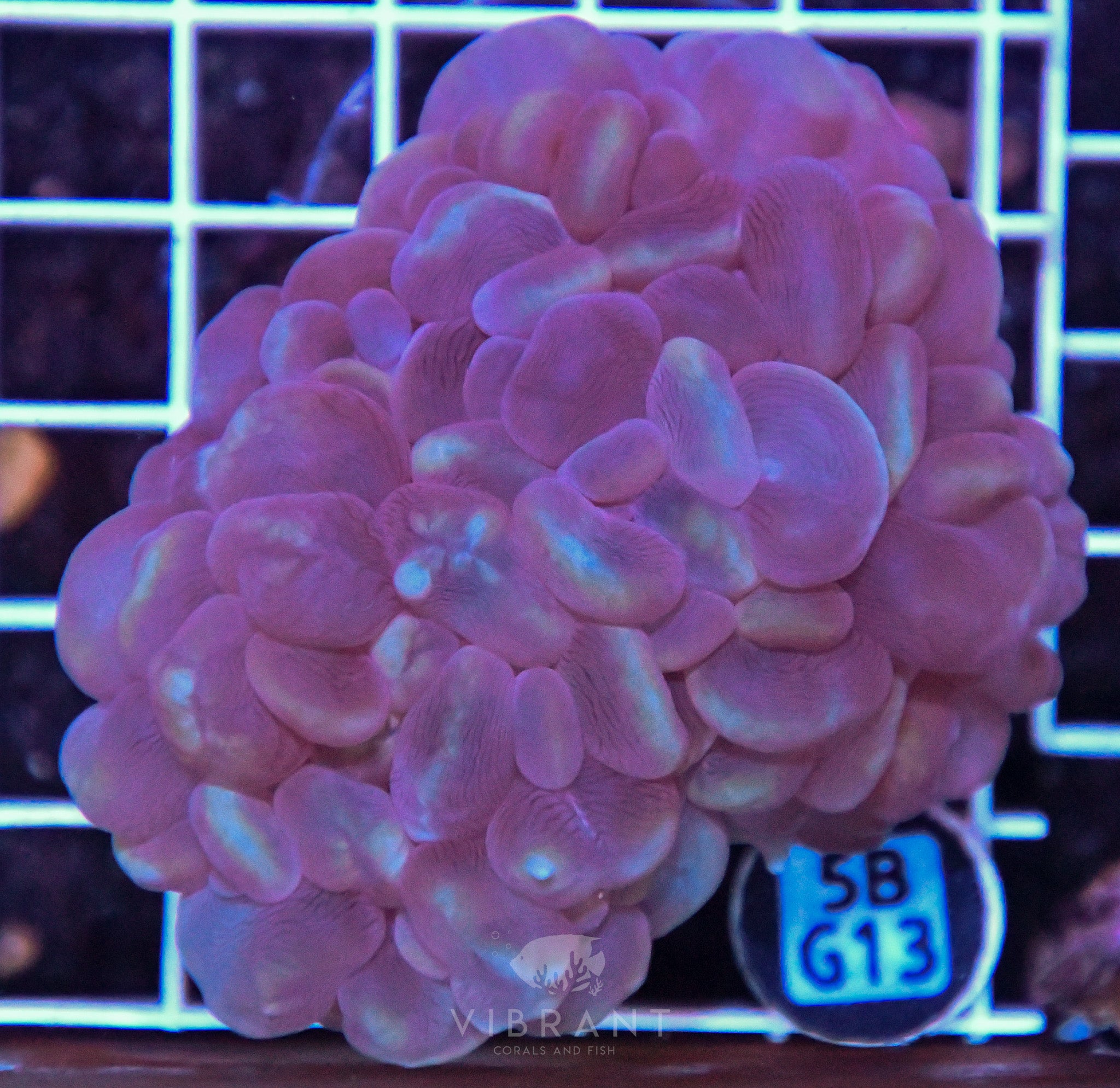 Bubble Coral AUS