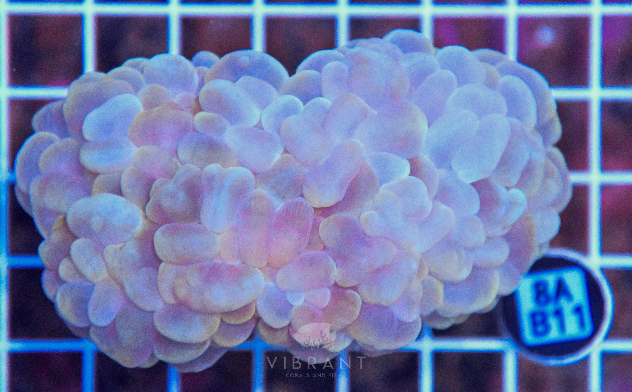 Bubble Coral INDO