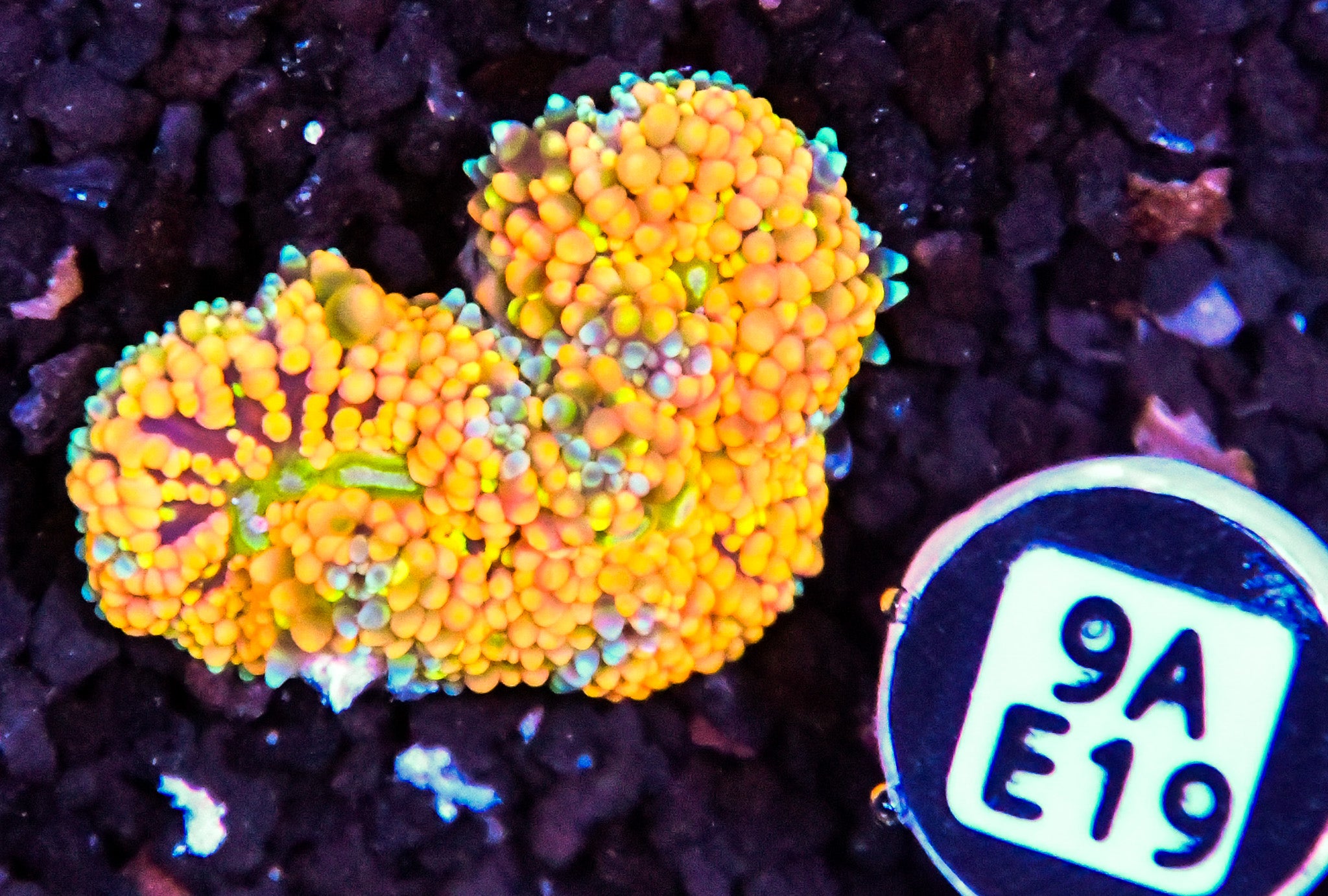 Ricordea Mushroom