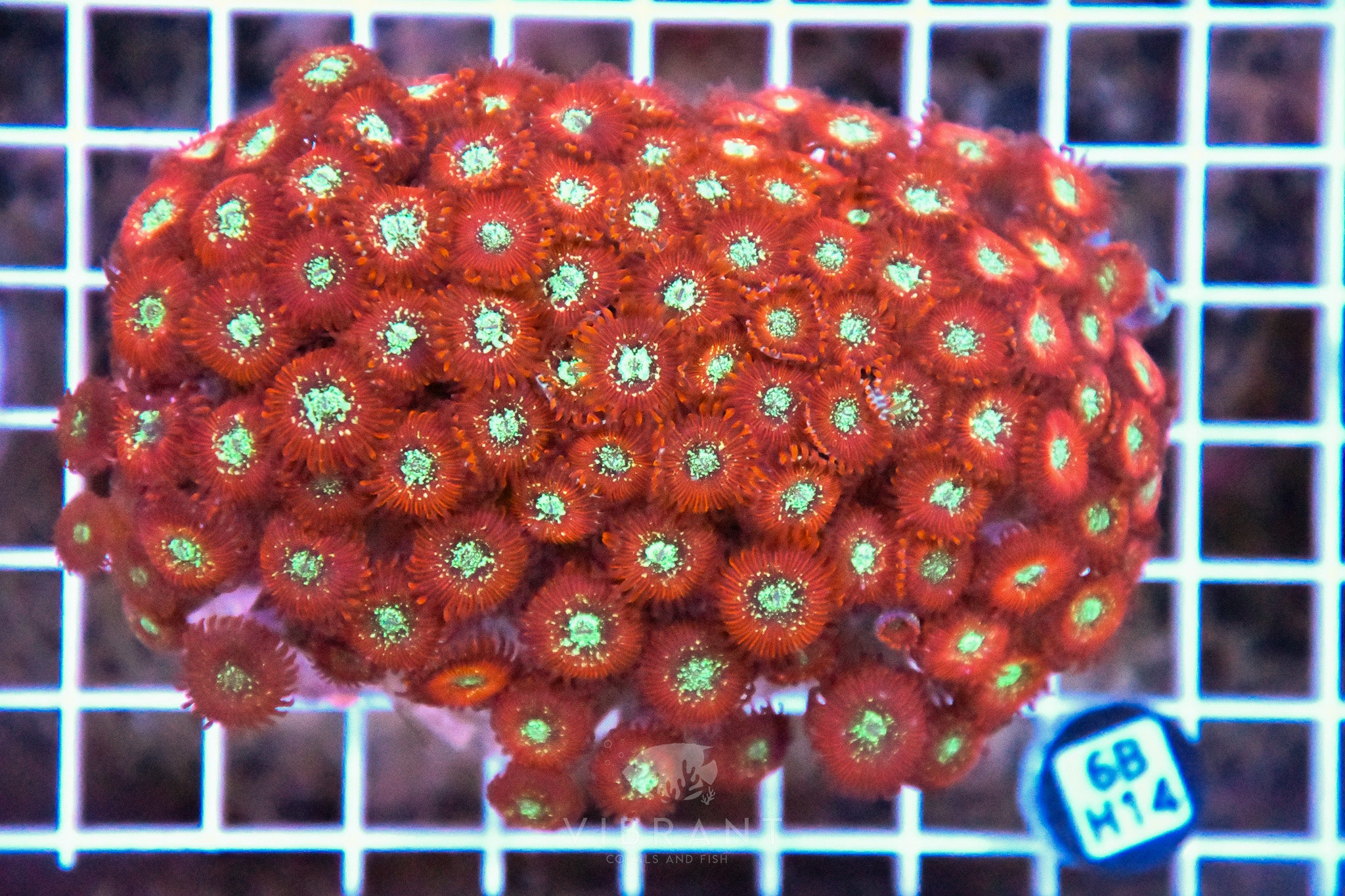 Zoa INDO W