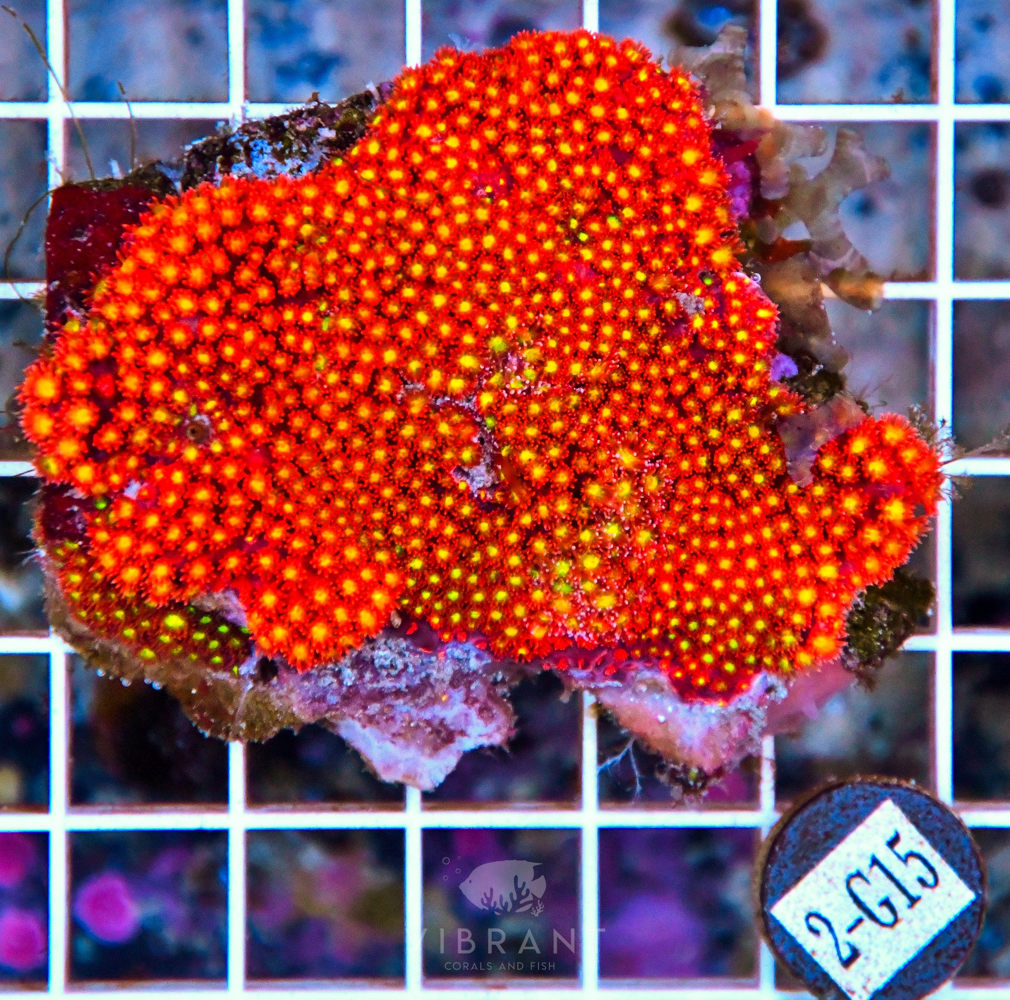 Goniopora (Bernardipora) INDO W