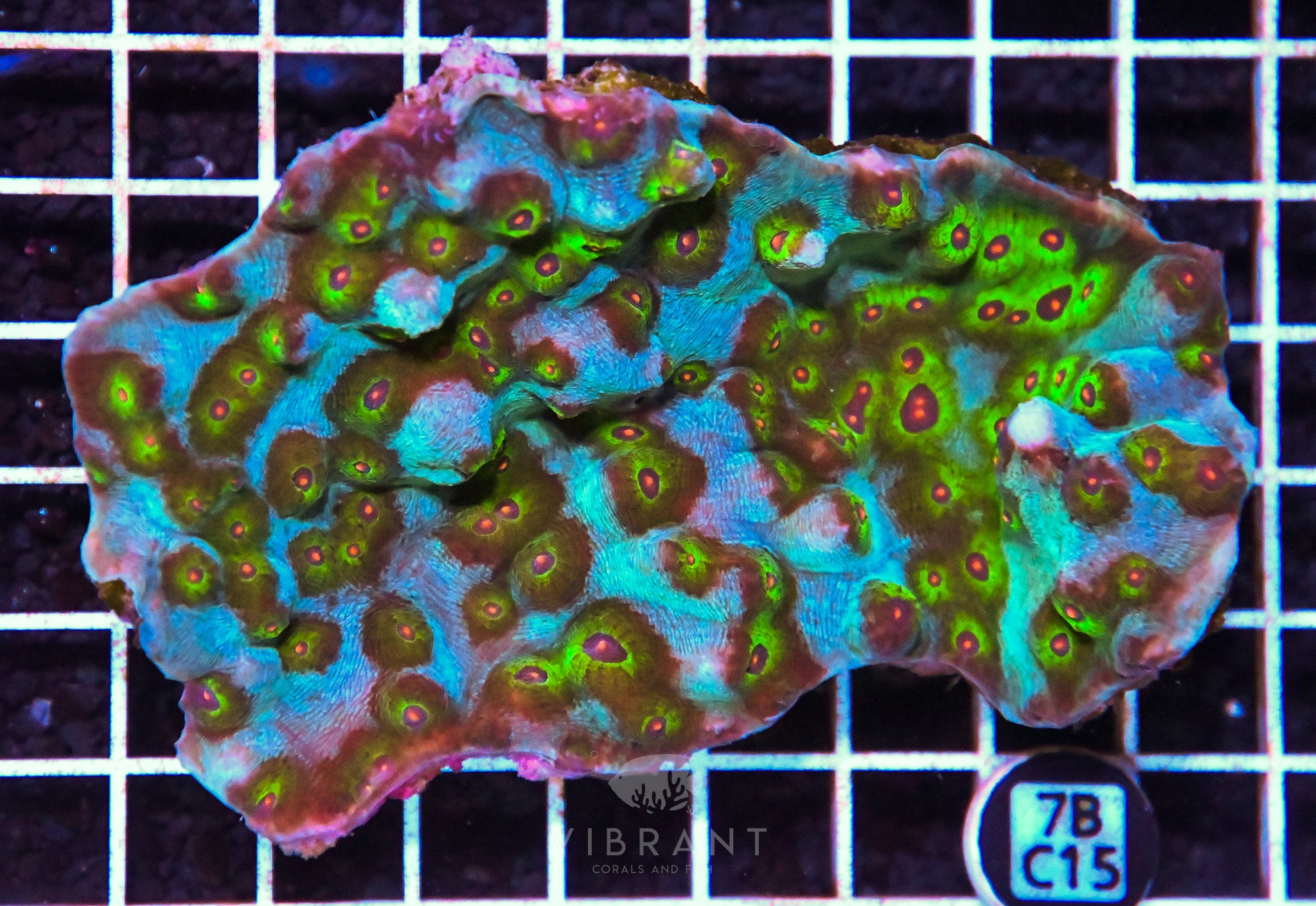 Chalice Ultra INDO W