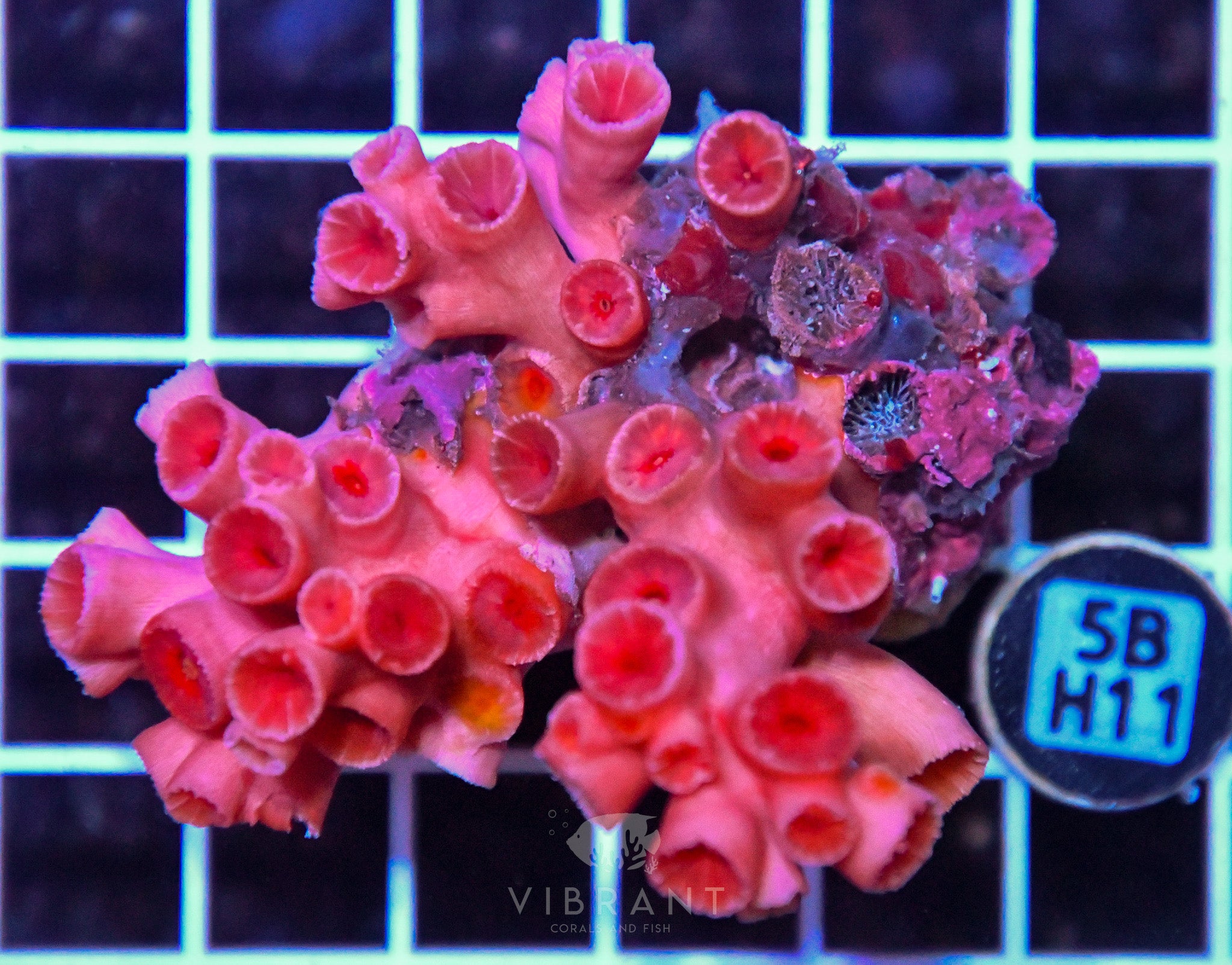 Sun Coral INDO W