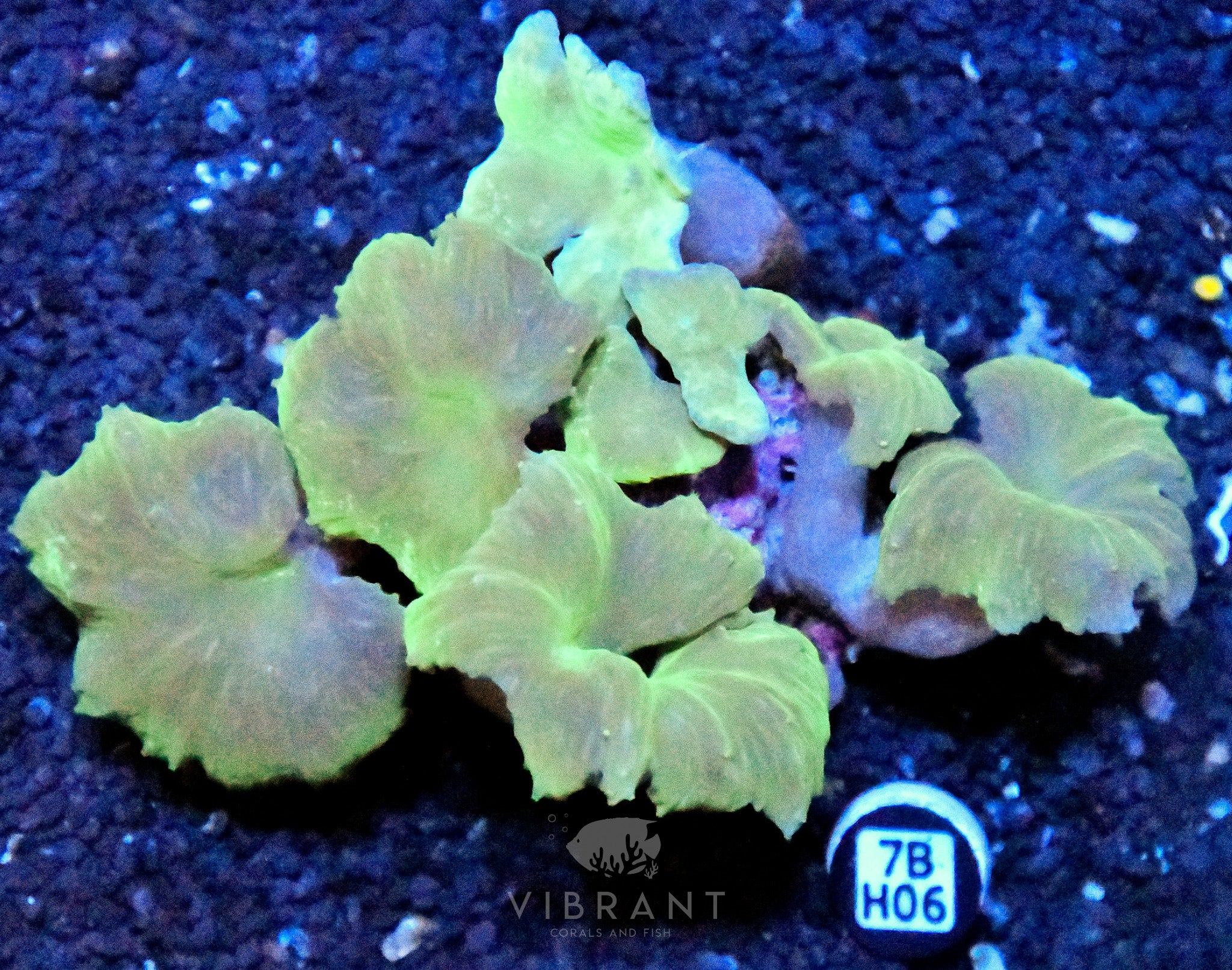 Cabbage Coral INDO W