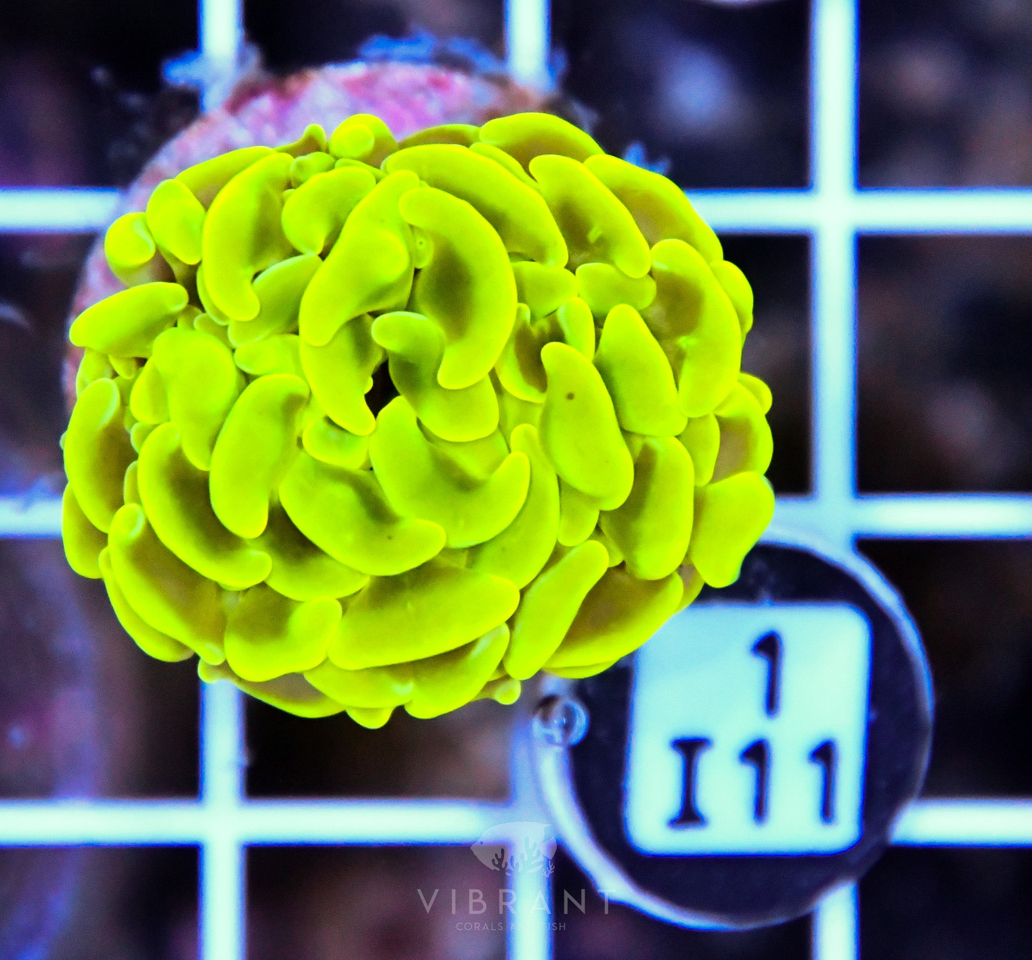 Hammer Branching AUS