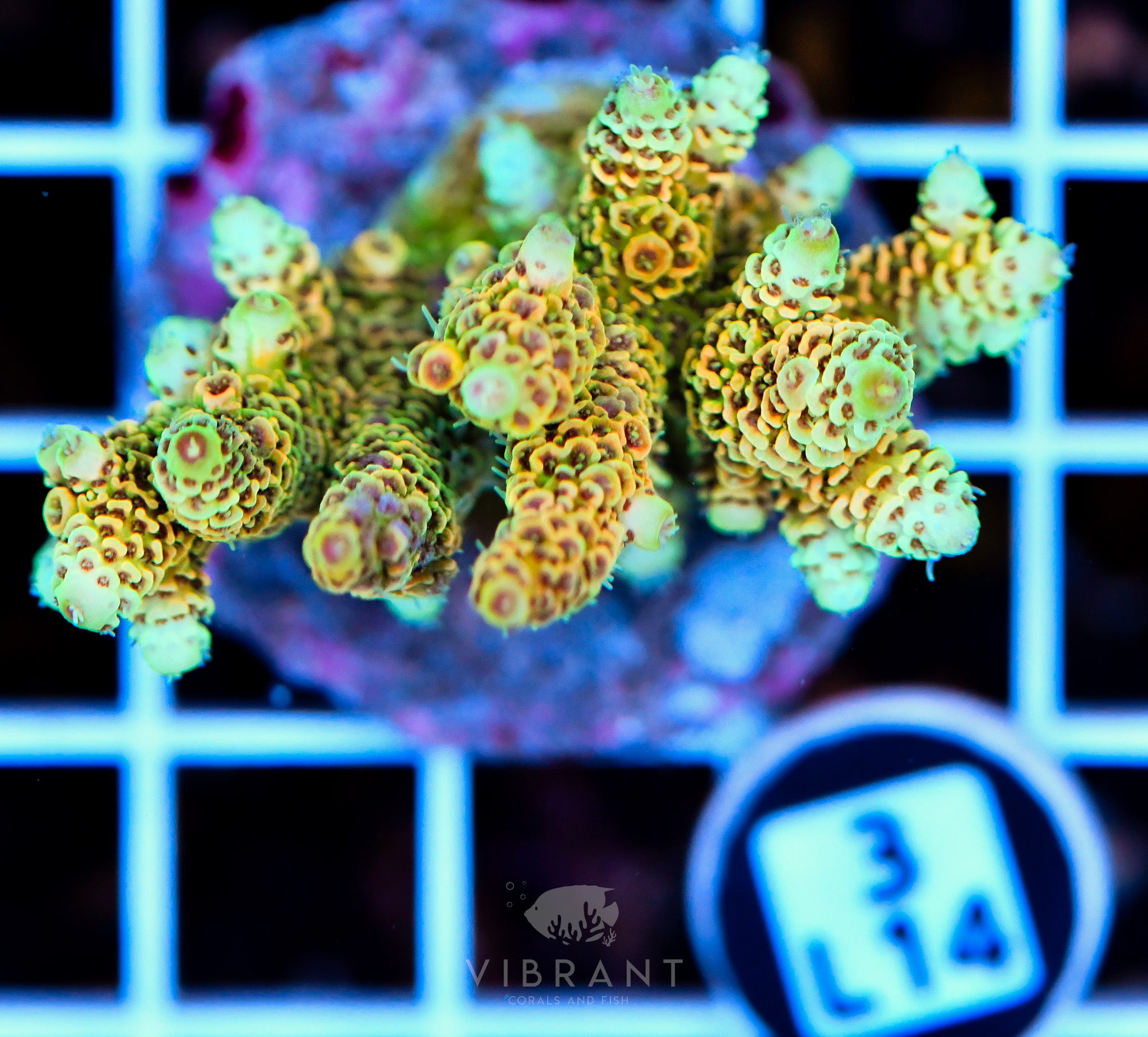 Acro Tiny INDO