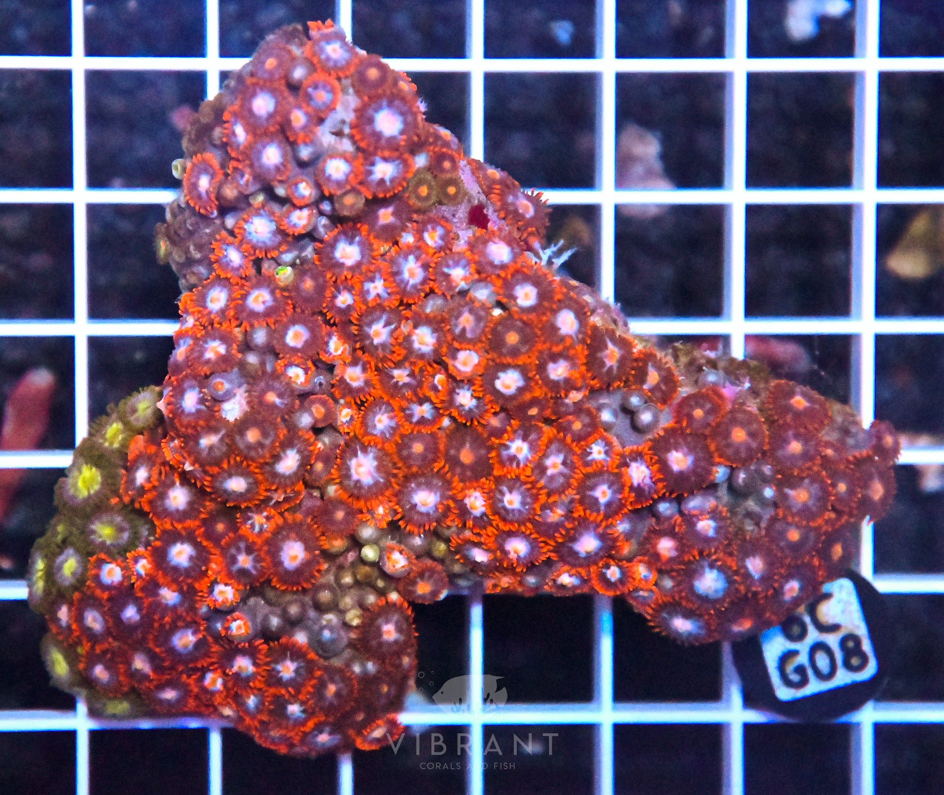 Zoa INDO W