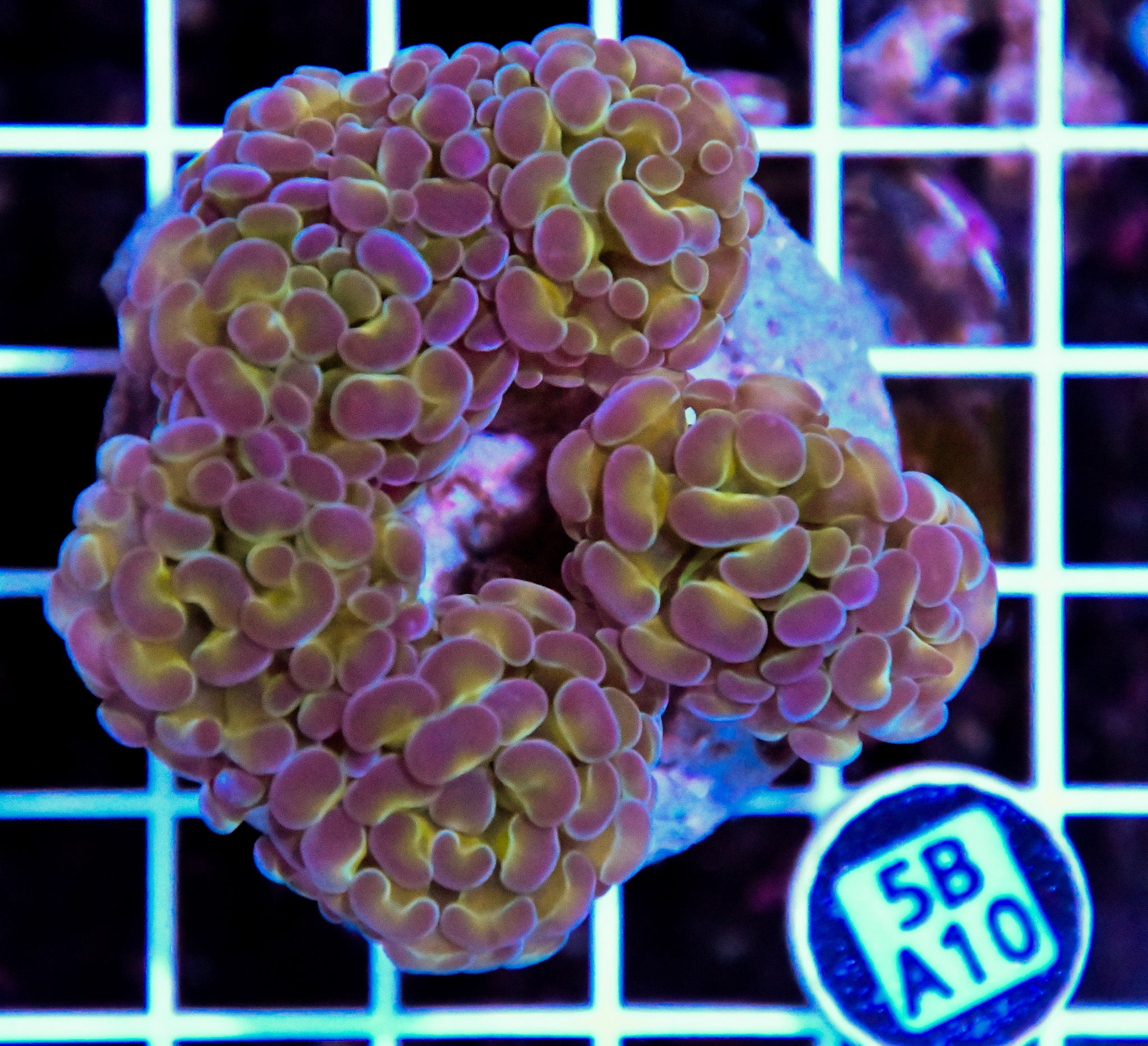 Hammer Branching INDO Halogram