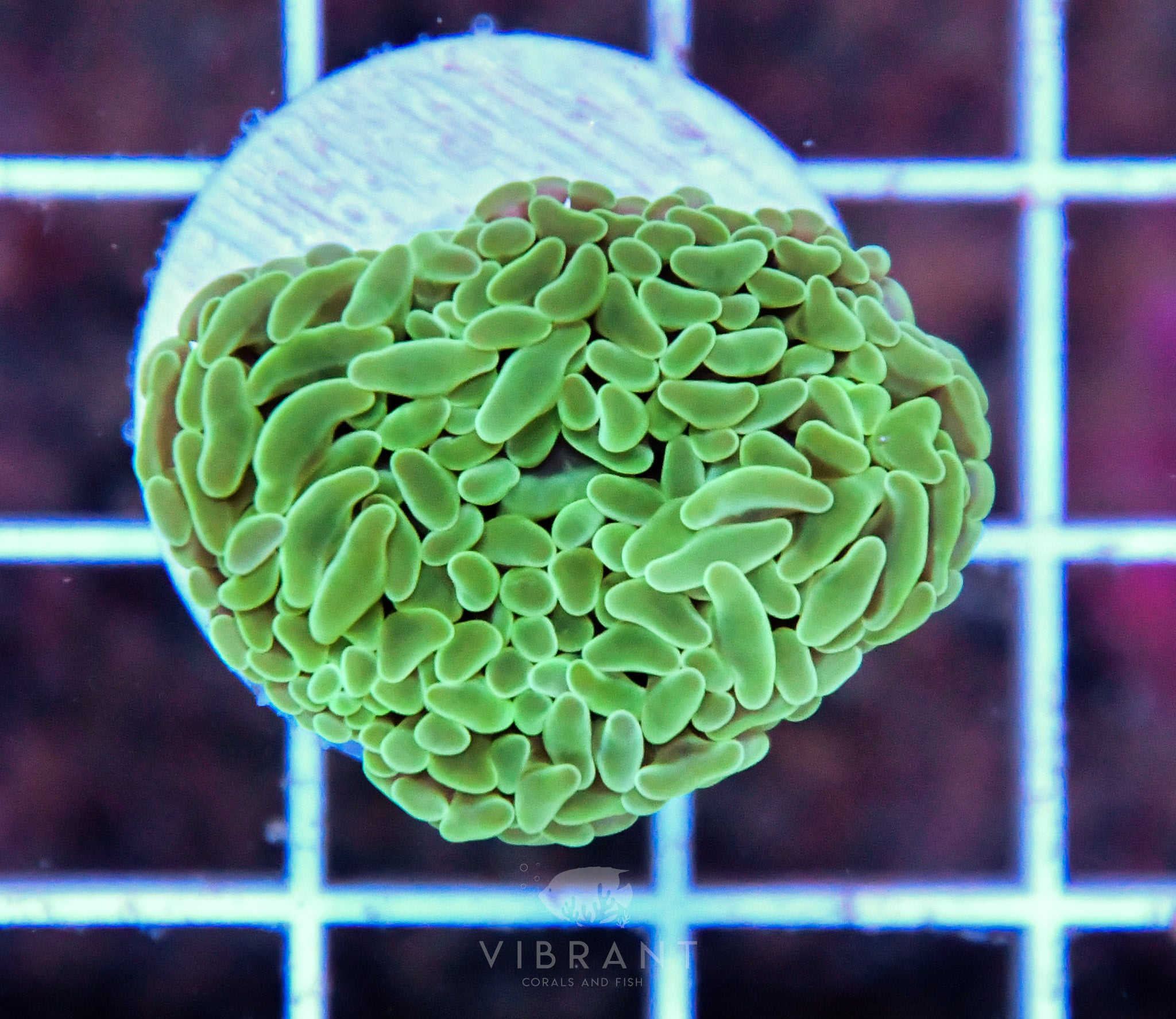 Hammer Branching GREEN AUS Per Polyp (sample)