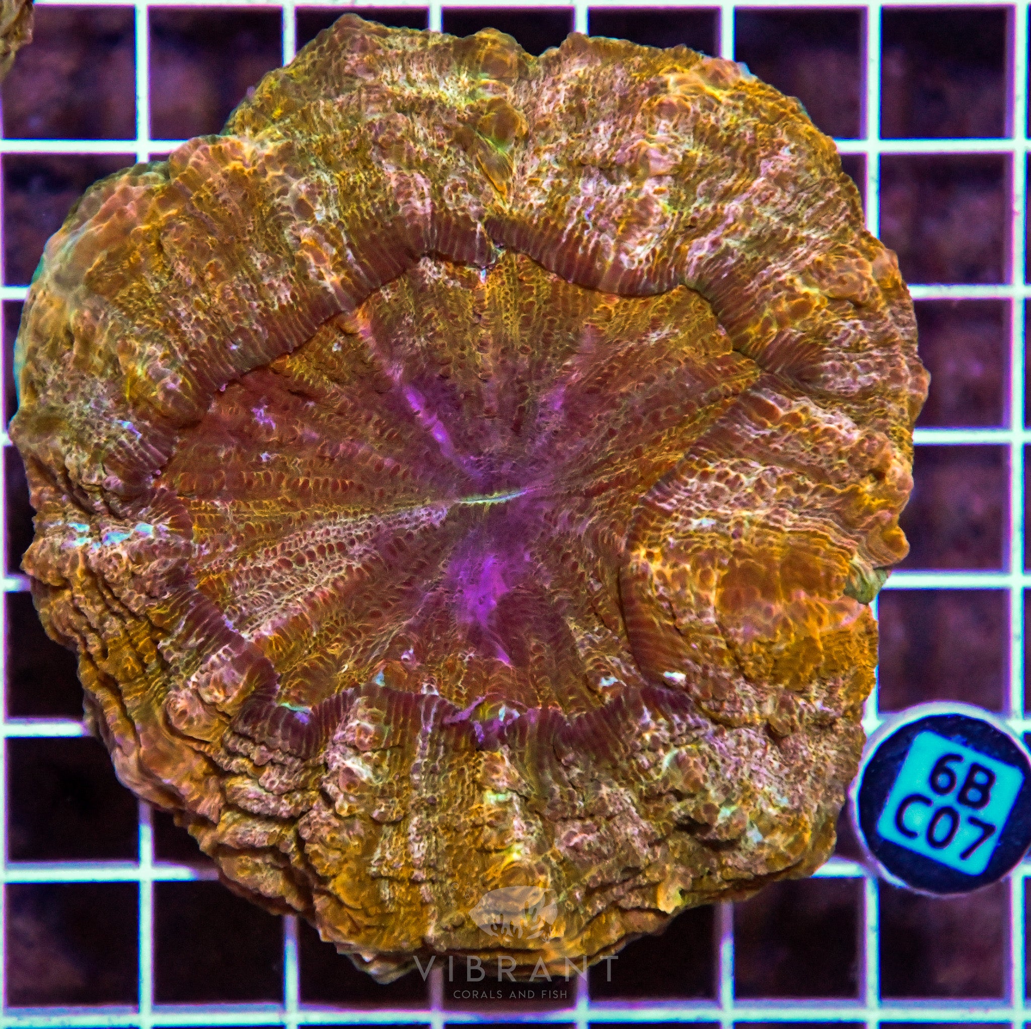 Acanthophyllia INDO W