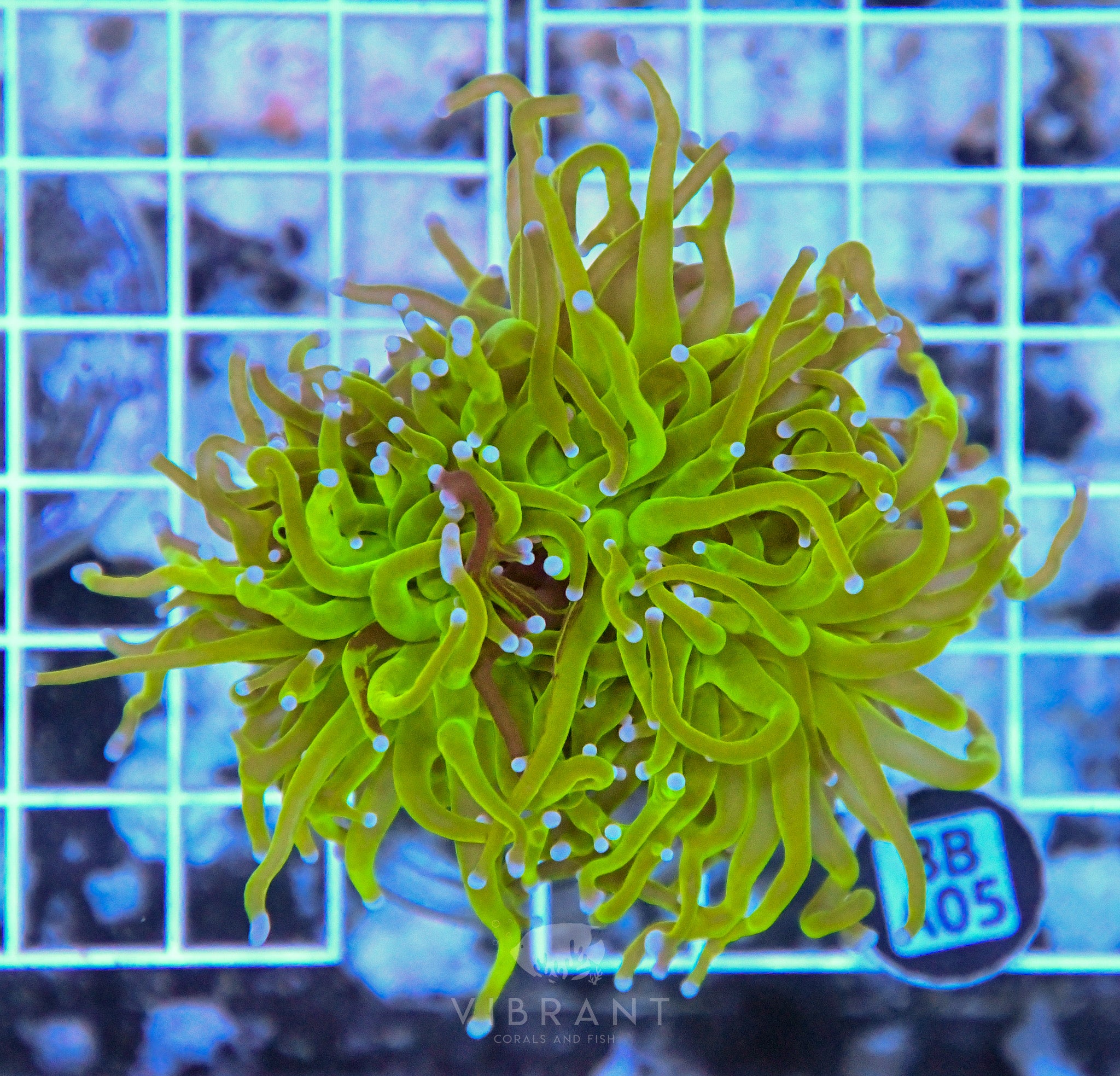 Torch Ultra INDO GRAFTED