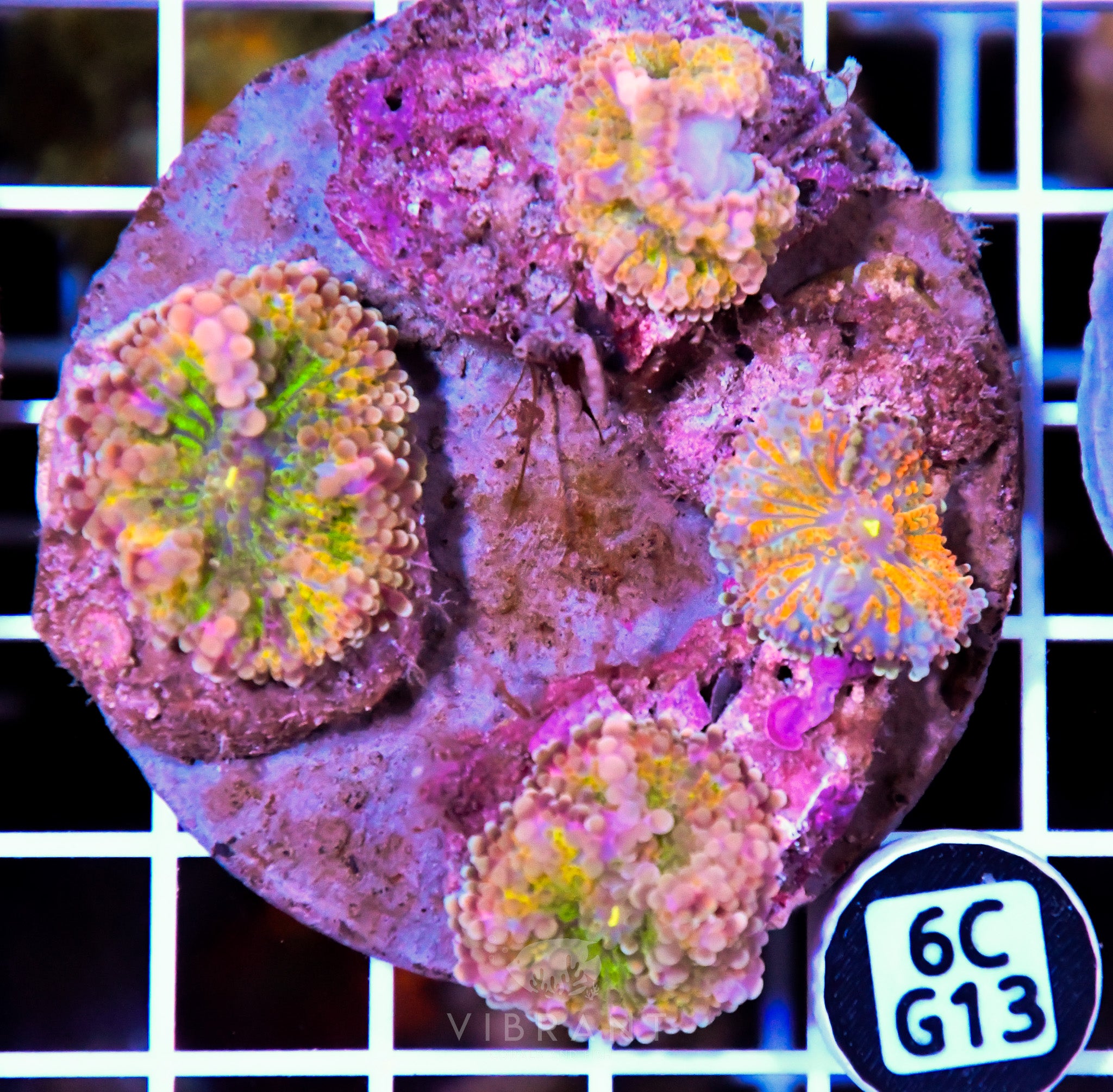 Mushroom INDO