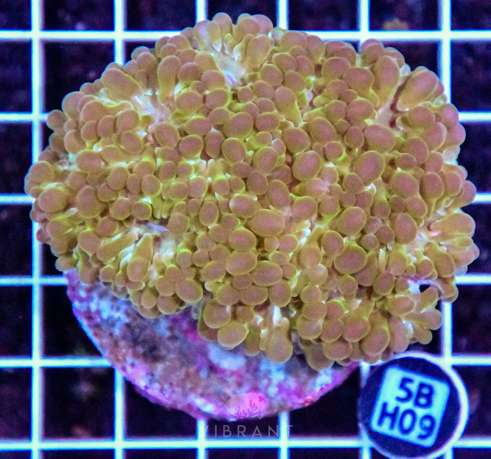 Bubble Coral INDO
