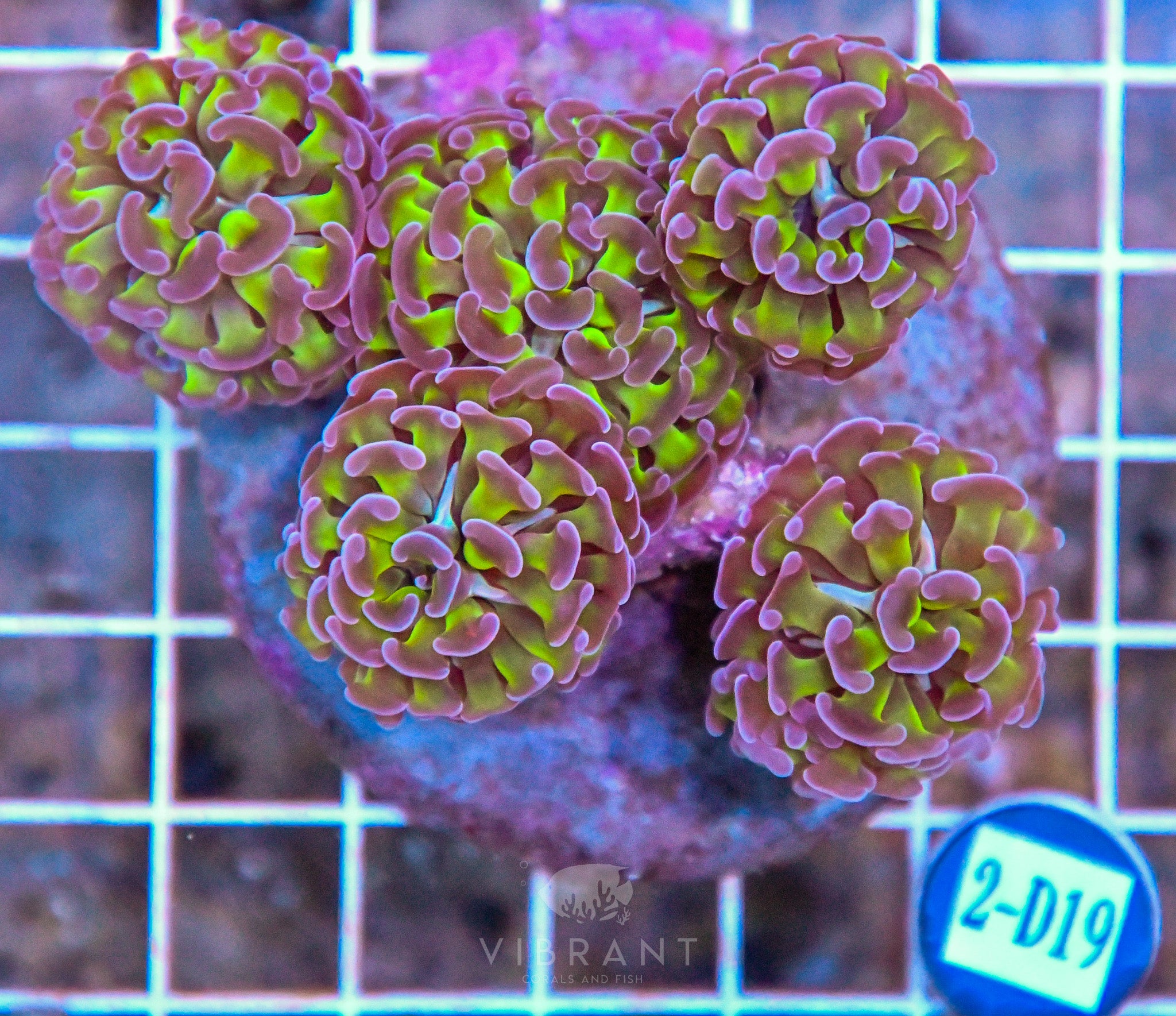 Hammer Branching INDO