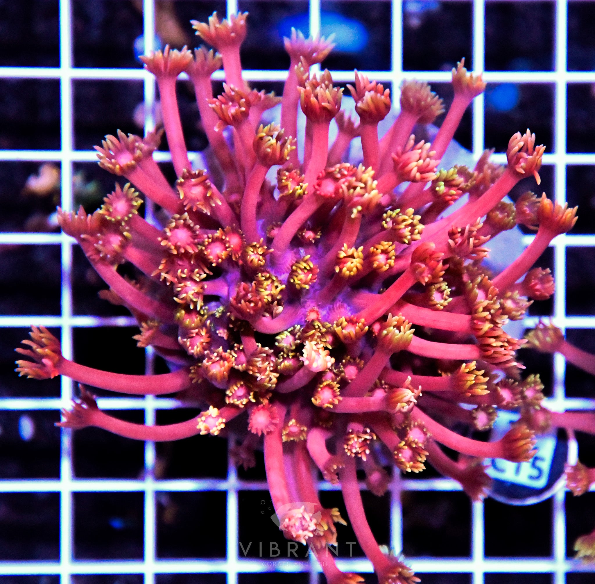 Goniopora INDO