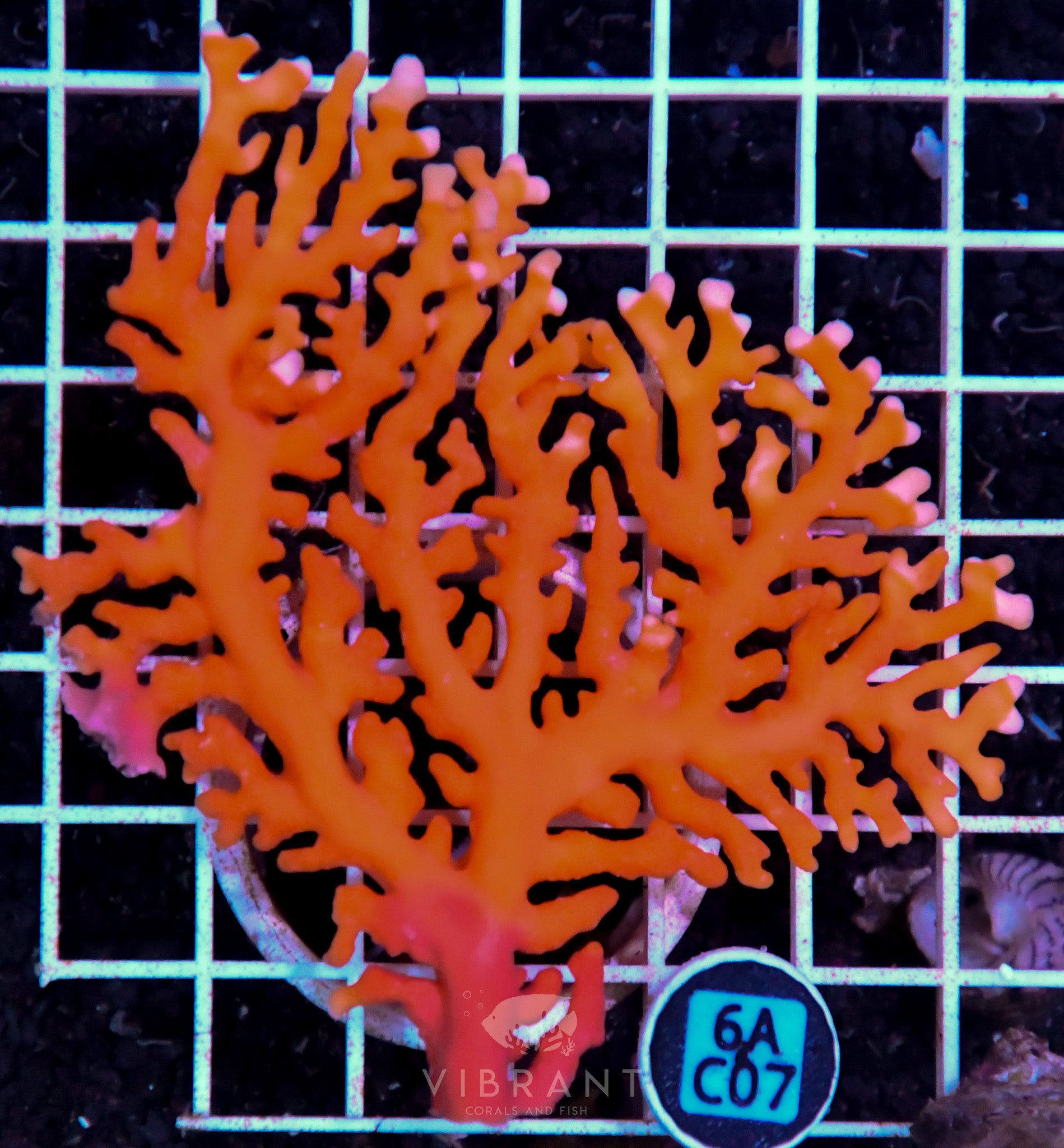 Lace Coral AUS