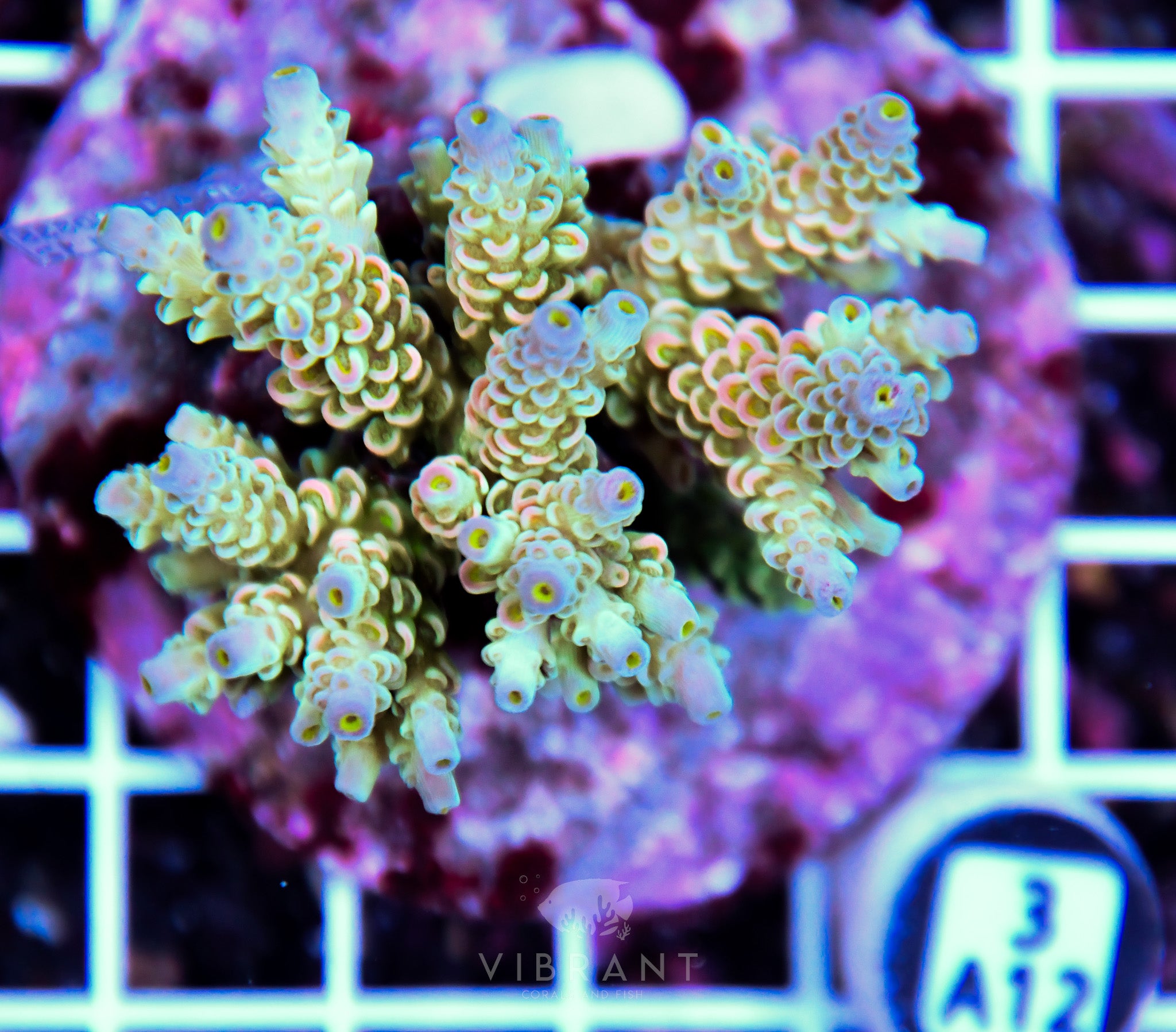 Acro INDO
