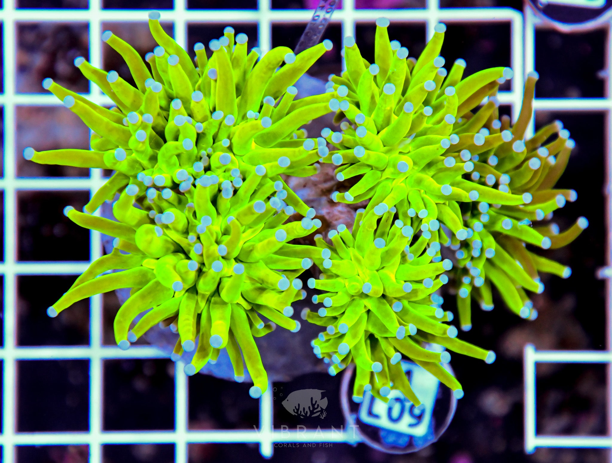 Torch INDO