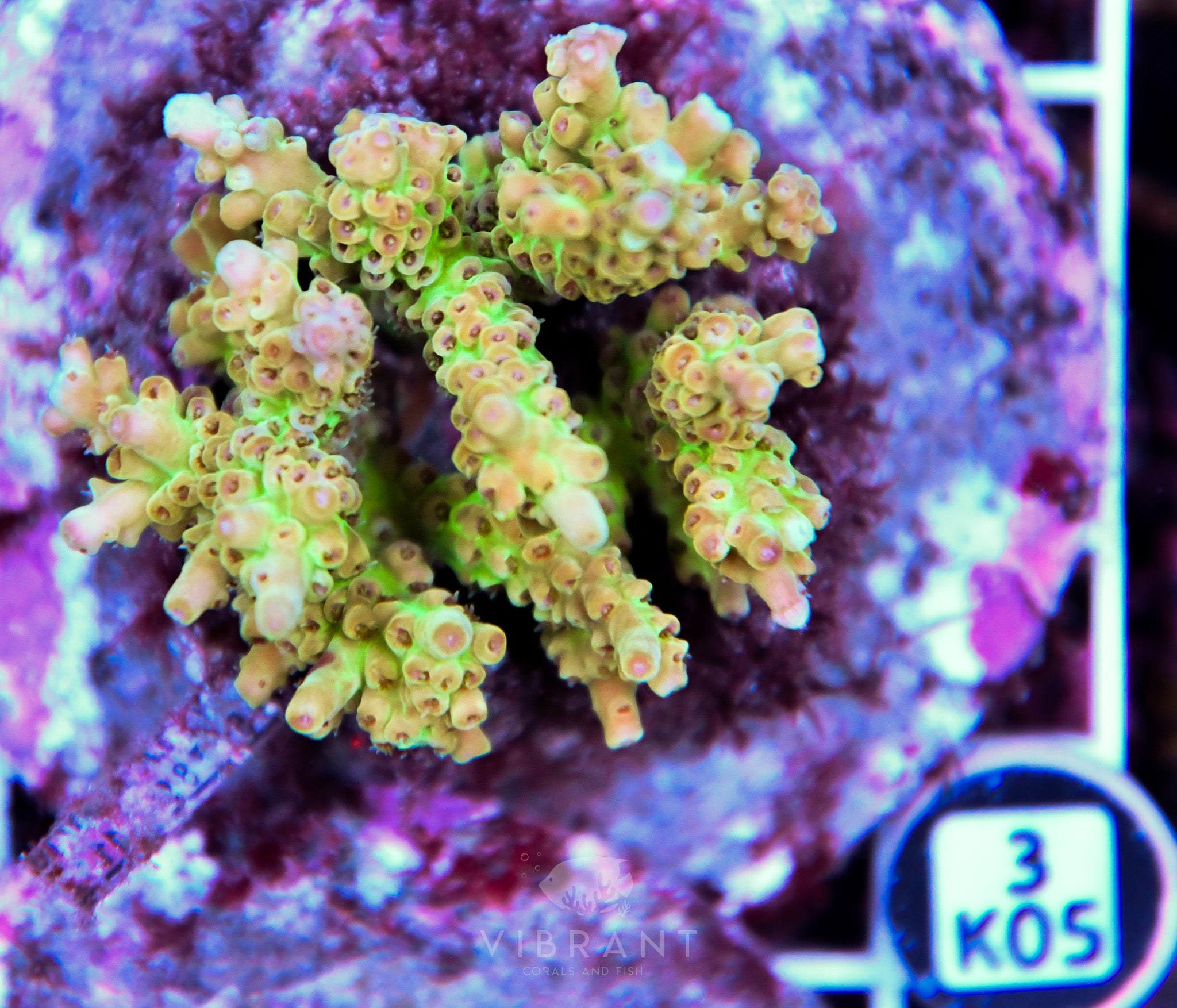 Acro INDO
