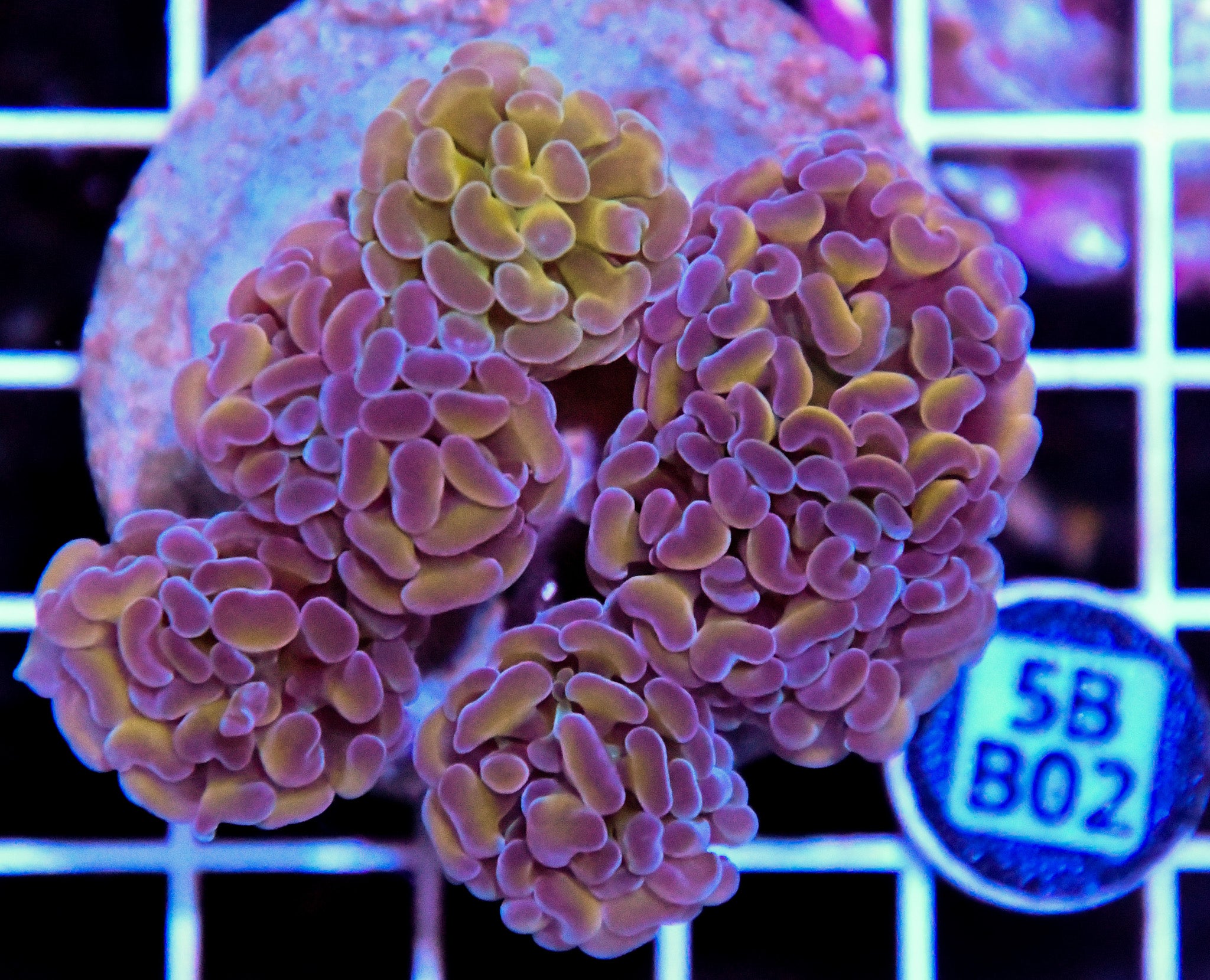 Hammer Branching INDO Halogram
