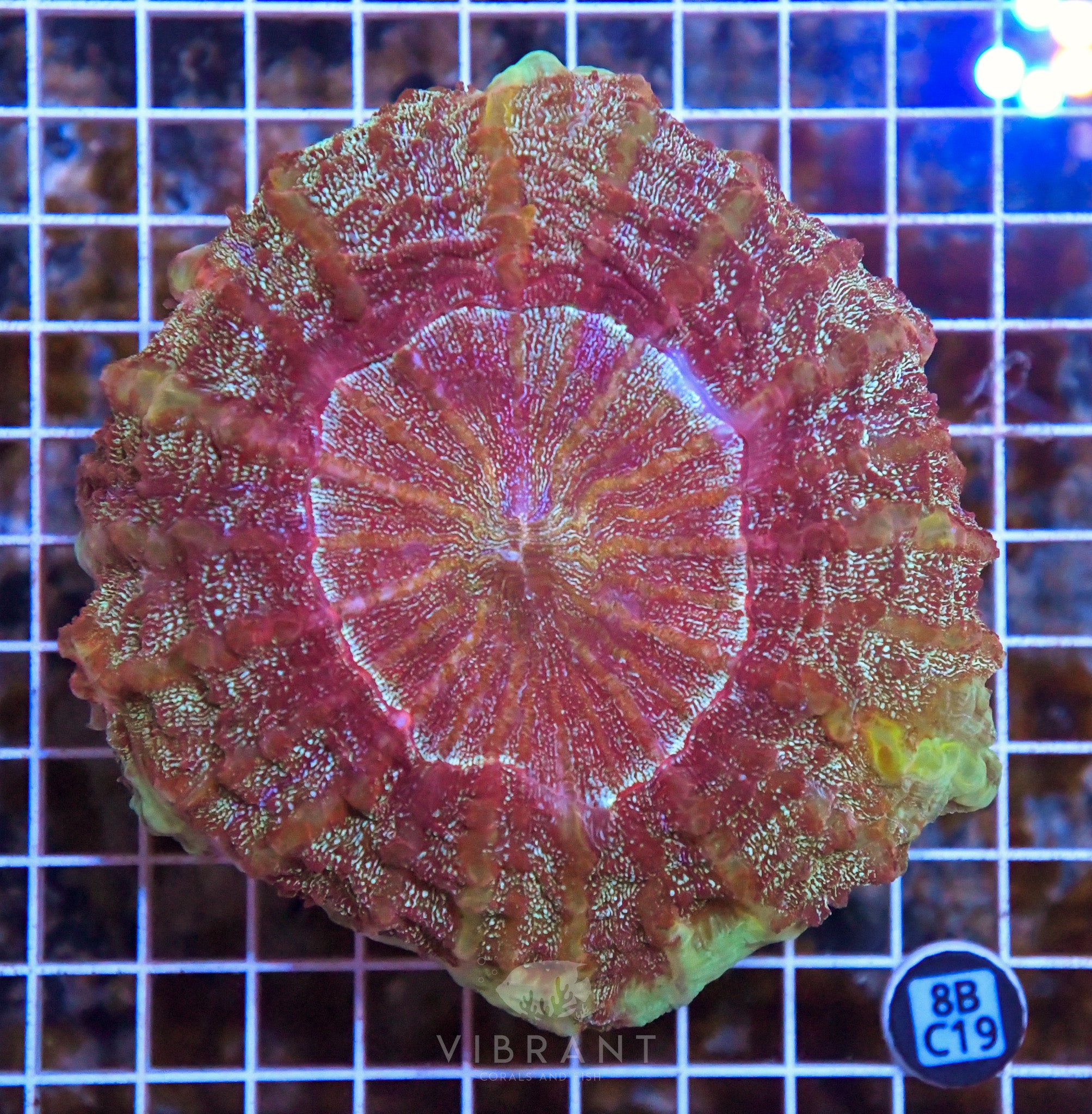 Acanthophyllia INDO W