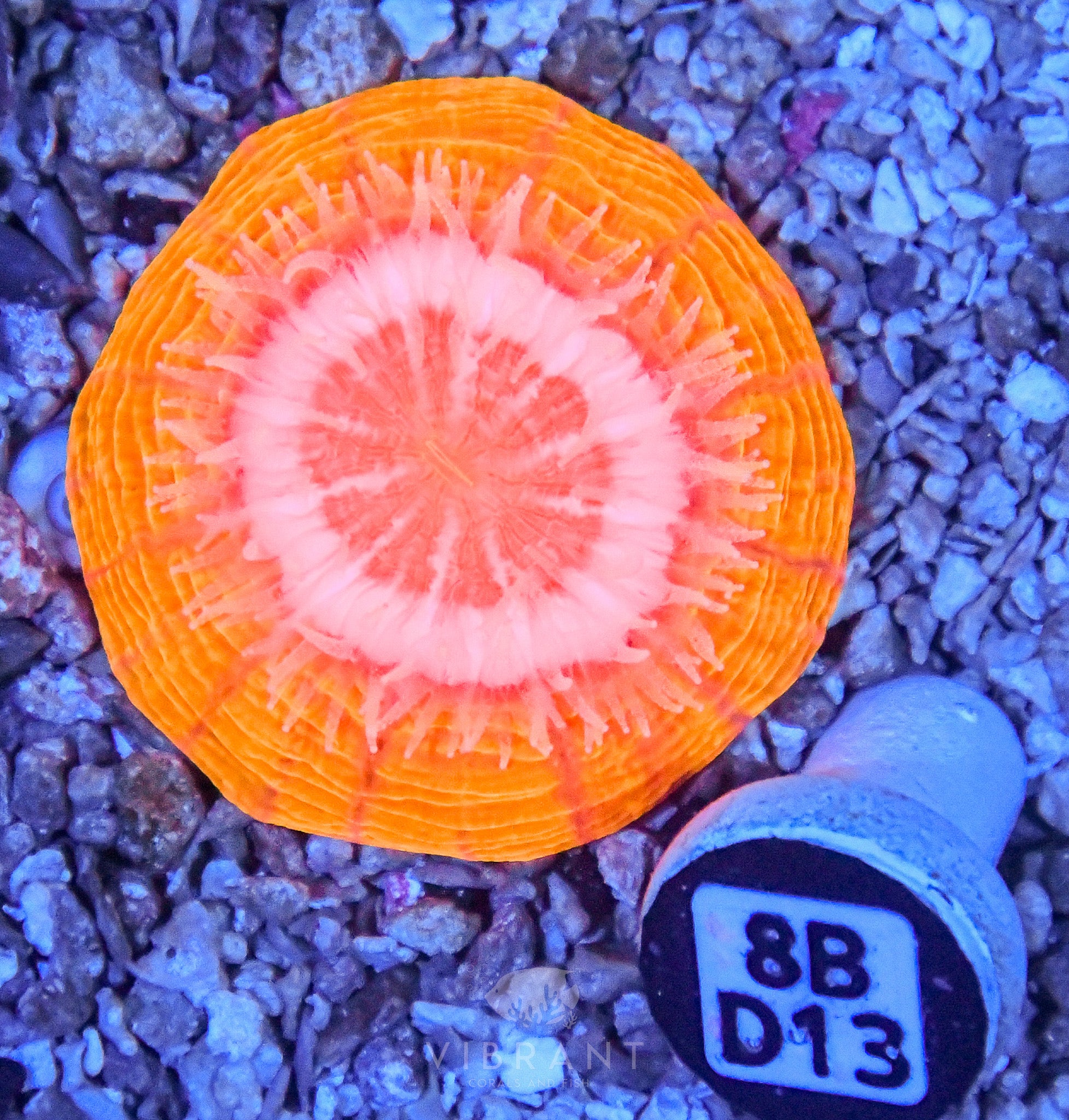 Acanthophyllia INDO W